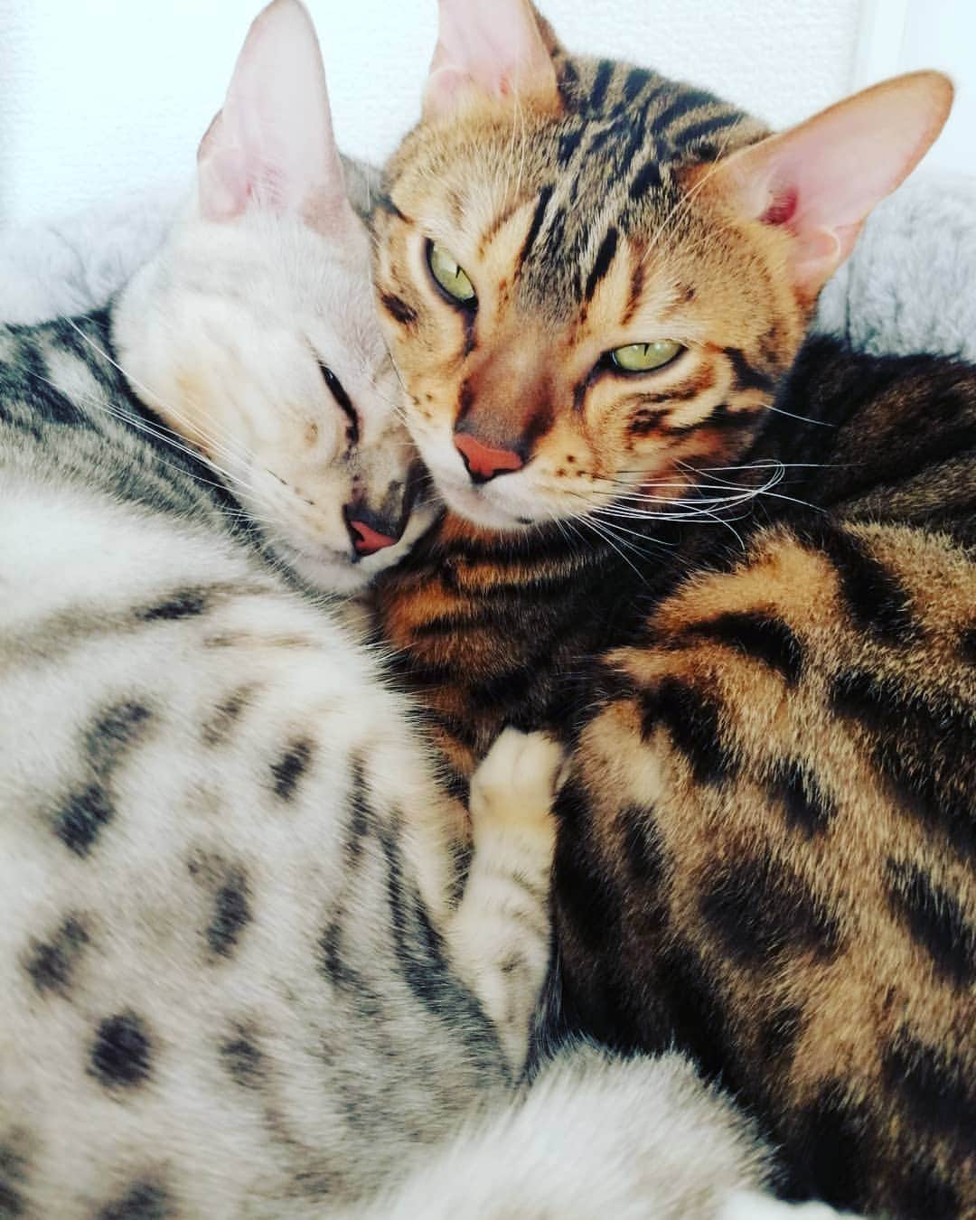 翠千賀さんのインスタグラム写真 - (翠千賀Instagram)「寝室覗いたら、このラブラブ男子たちが寄り添って寝てた（笑）夫婦みたいな二人。思わず顔を二人の間に埋めたわ。 #べんがる 　#bengal_cats 　#catstagram 　#仲良し　#寄り添う猫 　#愛猫」10月16日 14時12分 - chika.midori