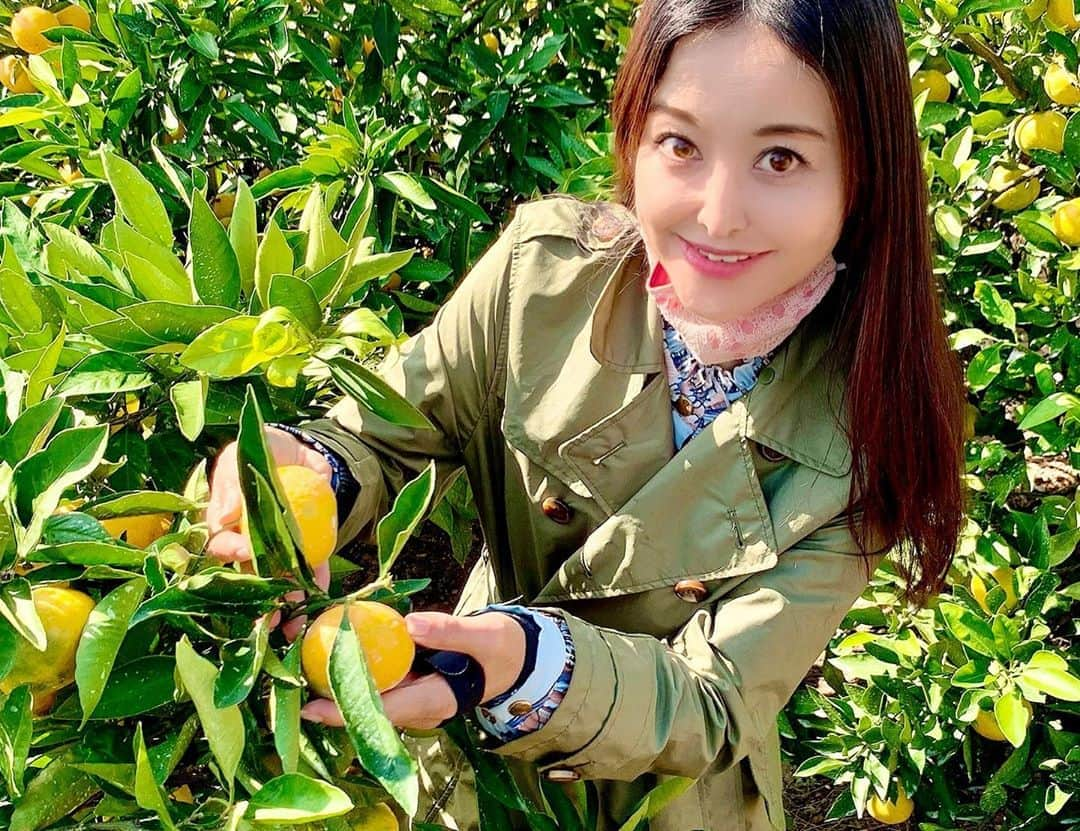 大桃美代子さんのインスタグラム写真 - (大桃美代子Instagram)「和歌山県有田市宮原町須谷にみかんの取材でお邪魔しました。  原産地呼称の有田みかんのブランディングをお手伝いして10年になります。  有田市認定の有田クォリティは高級みかんで、  ふるさと納税の人気の返礼品。  若手農家の寺嶋さんに、  生産者としての、強みと改善点をお聞きしました。  取材中、ご近所様まで参加してくださり、感謝です。  有田市のみかん農家さんはプライドが高く、技術も高い。  美味しいみかんが今年も実っています。  行政も入って温州みかんが🍊地域経済の要になる施策。  生産者の不安をどう取り除いて行くかが鍵かも。。。  コーチングスキルでヒアリングしたら、見えて来た物がありました。  行政にフィールドバックさせていただき  「そーなんです」と。  新しい動きがありそうですよ。  持続可能な農業を目指して。  SDGsの17の目標の一つです。  まだ取材は続きます。  #有田市　 #有田みかん #和歌山みかん #有田クォリティ #みかん農家 #sdgs #宮原町 #須谷 #寺嶋 #japaneseorange  #温州みかん #insta_wakayama  #arida #みかんのある生活 #有田市インスタキャンペーン」10月16日 14時13分 - miyoko_omomo