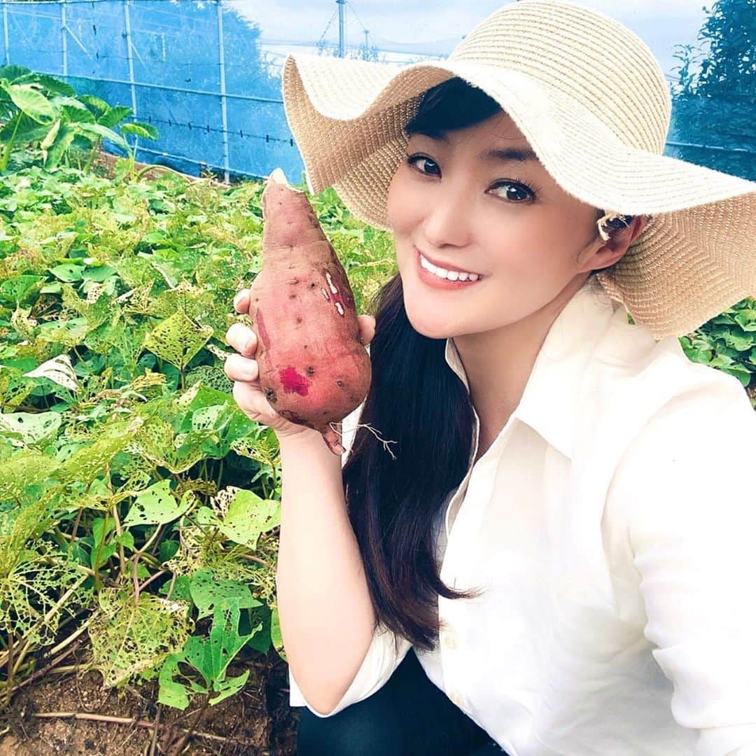 鈴木あさみのインスタグラム：「Sweet potato digging!  🍠 I harvested sweet potatos! What will I cook with this?  秋晴れ！  🍠さつまいも掘り日和！🍠  紅あずまを収穫しました！無農薬だから、不揃いが可愛い😍  何を作ろうか、楽しみ！」