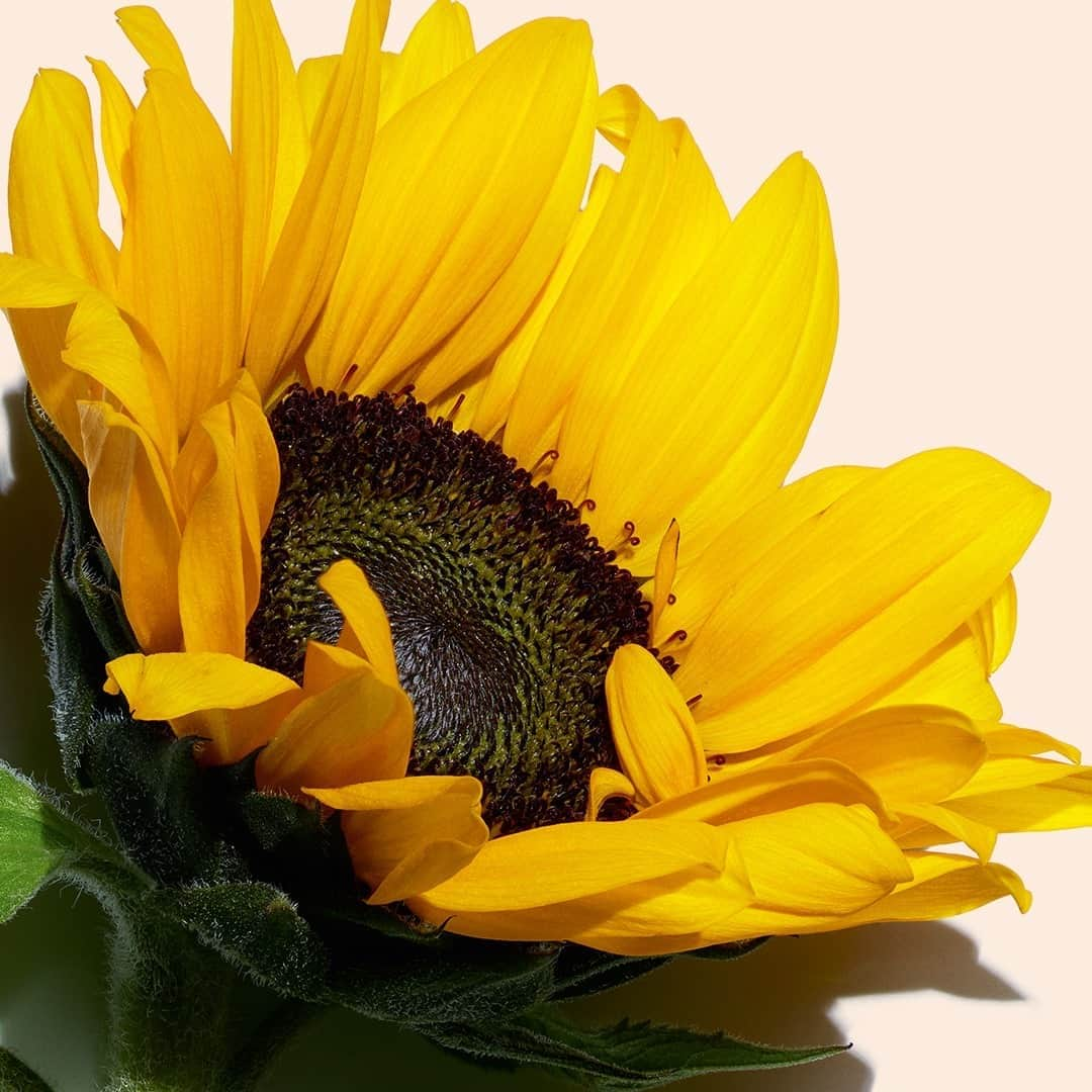 Clarins Españaさんのインスタグラム写真 - (Clarins EspañaInstagram)「¡Descubre el poder del girasol! 🌻  El aceite de girasol es conocido por sus propiedades nutritivas y calmantes, e incluso su tallo tiene efectos reafirmantes y tonificantes.  Descubre los ingredientes que tu piel necesita gracias a nuestra nueva herramienta de diagnóstico virtual “Beauty Consultation” en Clarins.com  #Clarins #BeautyConsultation」10月16日 15時00分 - clarinsespana