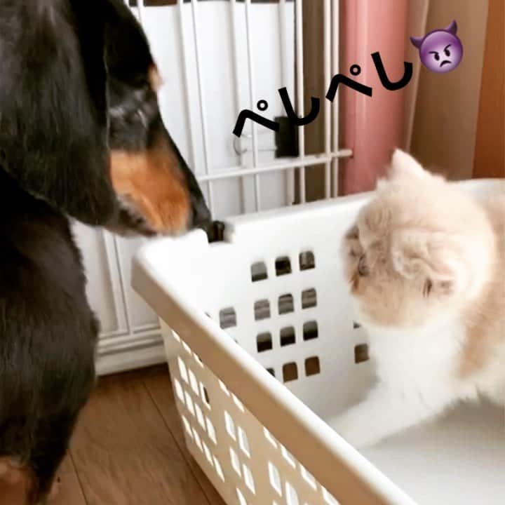 こちょねこ父さんのインスタグラム
