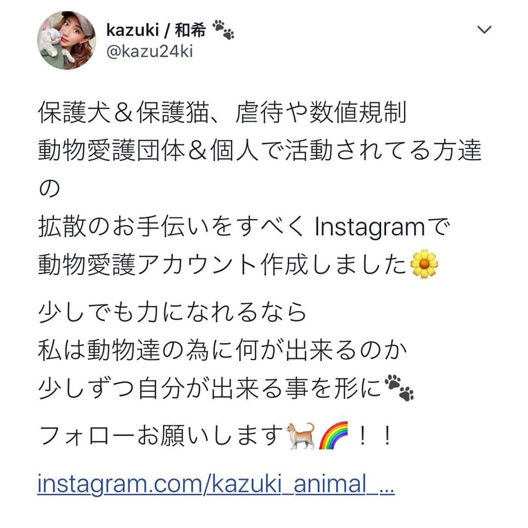 照井和希さんのインスタグラム写真 - (照井和希Instagram)「【 @kazuki_animal_rescue 】🍀  自分が出来る小さな事から頑張ります！！ 情報のシェア宜しくお願い致します🙇🏽‍♂️🌼  #保護犬 #保護猫 #保護犬を家族に #保護猫を家族に #小さな命を守る会 #生体販売反対 #数値規制」10月16日 15時19分 - kazu24ki