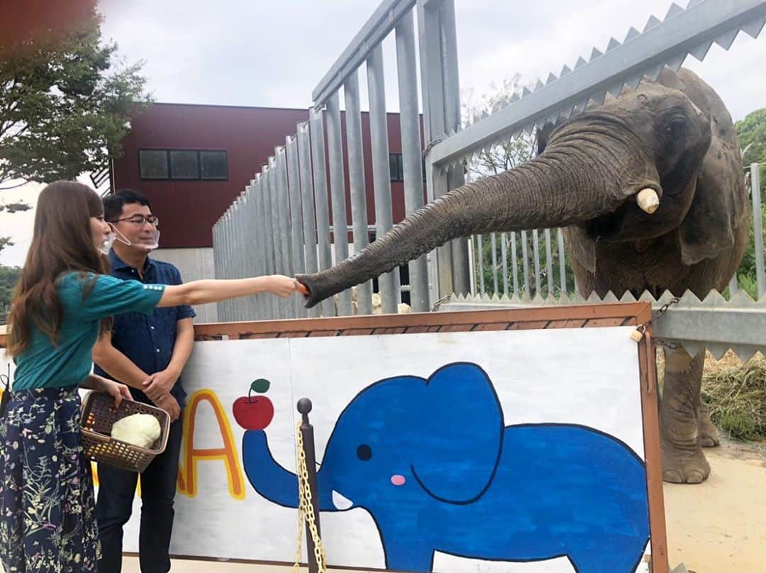 橘ゆりかさんのインスタグラム写真 - (橘ゆりかInstagram)「🐯🍼🐘🦒🦌﻿ ﻿ #いい福みつけ旅 ロケで香川県へ行ってきました❣️﻿ ﻿  #しろとり動物園 で産まれたばかりのトラの赤ちゃんにミルクやり体験をさせてもらったの🥺🥺﻿ ﻿  まだ歯も生えてないし目もほとんど見えてないらしく…この時はほぼ子猫！！﻿ 写真見返してもずっとかわいい〜尊い🐯💕﻿ もう大きくなってるだろうなぁ。。。﻿ ﻿  他にも近距離でキリンにエサやりも出来て貴重な体験をさせてもらいました✨﻿ まつエクしてるのかなって思うくらい目が綺麗でした！！しろとり動物園おもしろかった👏﻿  ﻿ ﻿ #香川県 #動物園 #香川旅行 #奈良テレビ #福盛訓之 さん #橘ゆりか #虎 #トラの赤ちゃん #どうぶつ #ゾウさん #キリンさん #動物好き #四国旅行 #🐯 #zooanimals」10月16日 15時51分 - yuricalcal