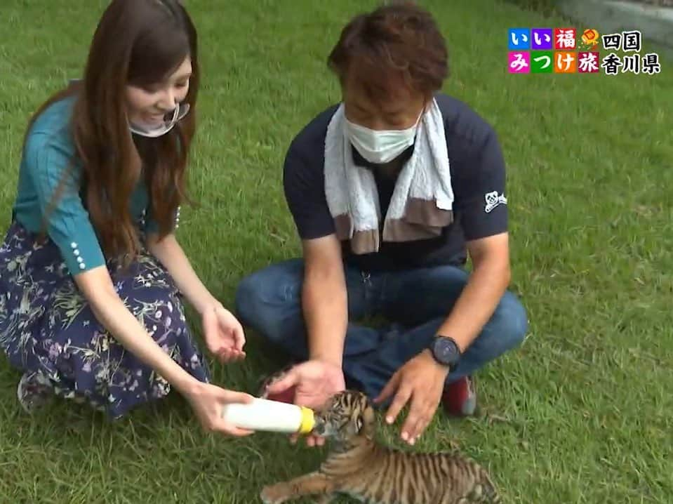 橘ゆりかさんのインスタグラム写真 - (橘ゆりかInstagram)「🐯🍼🐘🦒🦌﻿ ﻿ #いい福みつけ旅 ロケで香川県へ行ってきました❣️﻿ ﻿  #しろとり動物園 で産まれたばかりのトラの赤ちゃんにミルクやり体験をさせてもらったの🥺🥺﻿ ﻿  まだ歯も生えてないし目もほとんど見えてないらしく…この時はほぼ子猫！！﻿ 写真見返してもずっとかわいい〜尊い🐯💕﻿ もう大きくなってるだろうなぁ。。。﻿ ﻿  他にも近距離でキリンにエサやりも出来て貴重な体験をさせてもらいました✨﻿ まつエクしてるのかなって思うくらい目が綺麗でした！！しろとり動物園おもしろかった👏﻿  ﻿ ﻿ #香川県 #動物園 #香川旅行 #奈良テレビ #福盛訓之 さん #橘ゆりか #虎 #トラの赤ちゃん #どうぶつ #ゾウさん #キリンさん #動物好き #四国旅行 #🐯 #zooanimals」10月16日 15時51分 - yuricalcal