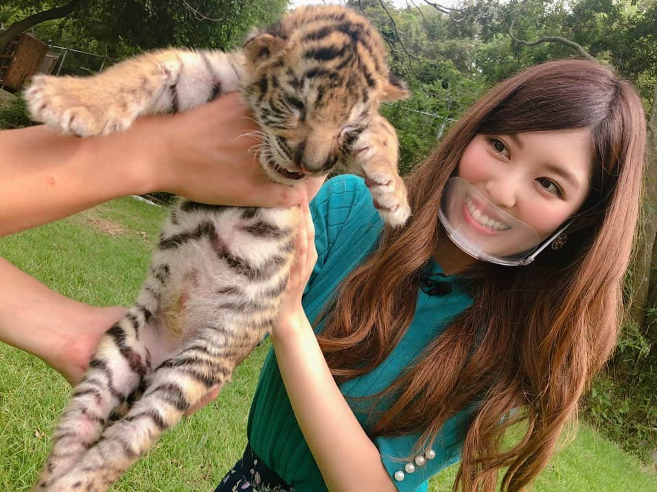 橘ゆりかさんのインスタグラム写真 - (橘ゆりかInstagram)「🐯🍼🐘🦒🦌﻿ ﻿ #いい福みつけ旅 ロケで香川県へ行ってきました❣️﻿ ﻿  #しろとり動物園 で産まれたばかりのトラの赤ちゃんにミルクやり体験をさせてもらったの🥺🥺﻿ ﻿  まだ歯も生えてないし目もほとんど見えてないらしく…この時はほぼ子猫！！﻿ 写真見返してもずっとかわいい〜尊い🐯💕﻿ もう大きくなってるだろうなぁ。。。﻿ ﻿  他にも近距離でキリンにエサやりも出来て貴重な体験をさせてもらいました✨﻿ まつエクしてるのかなって思うくらい目が綺麗でした！！しろとり動物園おもしろかった👏﻿  ﻿ ﻿ #香川県 #動物園 #香川旅行 #奈良テレビ #福盛訓之 さん #橘ゆりか #虎 #トラの赤ちゃん #どうぶつ #ゾウさん #キリンさん #動物好き #四国旅行 #🐯 #zooanimals」10月16日 15時51分 - yuricalcal