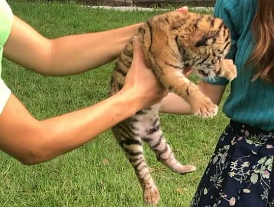 橘ゆりかさんのインスタグラム写真 - (橘ゆりかInstagram)「🐯🍼🐘🦒🦌﻿ ﻿ #いい福みつけ旅 ロケで香川県へ行ってきました❣️﻿ ﻿  #しろとり動物園 で産まれたばかりのトラの赤ちゃんにミルクやり体験をさせてもらったの🥺🥺﻿ ﻿  まだ歯も生えてないし目もほとんど見えてないらしく…この時はほぼ子猫！！﻿ 写真見返してもずっとかわいい〜尊い🐯💕﻿ もう大きくなってるだろうなぁ。。。﻿ ﻿  他にも近距離でキリンにエサやりも出来て貴重な体験をさせてもらいました✨﻿ まつエクしてるのかなって思うくらい目が綺麗でした！！しろとり動物園おもしろかった👏﻿  ﻿ ﻿ #香川県 #動物園 #香川旅行 #奈良テレビ #福盛訓之 さん #橘ゆりか #虎 #トラの赤ちゃん #どうぶつ #ゾウさん #キリンさん #動物好き #四国旅行 #🐯 #zooanimals」10月16日 15時51分 - yuricalcal