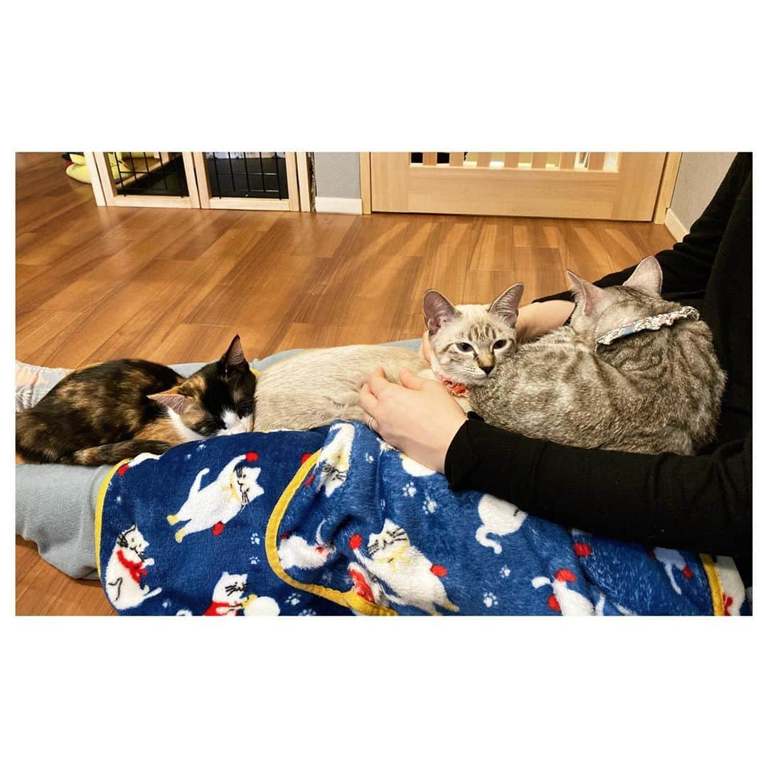 キタキマユさんのインスタグラム写真 - (キタキマユInstagram)「知人ご夫婦がオープンした、保護猫カフェ🐈🌸✨  『#拝啓ねこ様』  ここには、里親を待っている猫ちゃん達がたくさんいます🌈💕  4ヶ月になる子猫ちゃん達の何匹かは、既に素敵な里親さんとの出会いで、厳しい審査を潜り抜け、新しい家族の一員として旅立つ子達も決まってきています💖  夏からちょこちょこ顔を出しているのですが、1歳以上の猫ちゃん達も、とても人懐こくて、個性的で、本当にみんな可愛い子達ばかりです🥰  近藤ご夫妻の惜しみない深い愛情が、ここの猫ちゃんたちの心を、無邪気にオープンにしてくれてるんだろうなと、遊びに行くといつも癒されています💖  少し寒くなってきたので、この日は、お膝の上で、みごとな猫団子が完成しました🍡😂💕  みんなの名前もバッチリ覚えたよ🙆‍♀️✨✨✨ みんな、またね🥰💖💖💖  #保護猫カフェ #拝啓ねこ様  #ねこ団子  #みんな人懐こい  #本当に可愛い  #黒猫のクウちゃんはみんなのパパ #体温と重みでこっちもついウトウト 😪💕 #いいこだねぇ🐈  by岩合さん #みんなに素敵なご縁がありますように 🌈✨ #catstagram  #catslover  #kitakimayu #キタキマユ」10月16日 16時02分 - kitakimayu_official