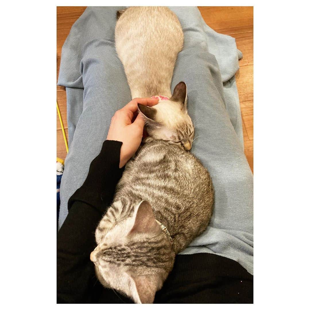 キタキマユのインスタグラム：「知人ご夫婦がオープンした、保護猫カフェ🐈🌸✨  『#拝啓ねこ様』  ここには、里親を待っている猫ちゃん達がたくさんいます🌈💕  4ヶ月になる子猫ちゃん達の何匹かは、既に素敵な里親さんとの出会いで、厳しい審査を潜り抜け、新しい家族の一員として旅立つ子達も決まってきています💖  夏からちょこちょこ顔を出しているのですが、1歳以上の猫ちゃん達も、とても人懐こくて、個性的で、本当にみんな可愛い子達ばかりです🥰  近藤ご夫妻の惜しみない深い愛情が、ここの猫ちゃんたちの心を、無邪気にオープンにしてくれてるんだろうなと、遊びに行くといつも癒されています💖  少し寒くなってきたので、この日は、お膝の上で、みごとな猫団子が完成しました🍡😂💕  みんなの名前もバッチリ覚えたよ🙆‍♀️✨✨✨ みんな、またね🥰💖💖💖  #保護猫カフェ #拝啓ねこ様  #ねこ団子  #みんな人懐こい  #本当に可愛い  #黒猫のクウちゃんはみんなのパパ #体温と重みでこっちもついウトウト 😪💕 #いいこだねぇ🐈  by岩合さん #みんなに素敵なご縁がありますように 🌈✨ #catstagram  #catslover  #kitakimayu #キタキマユ」