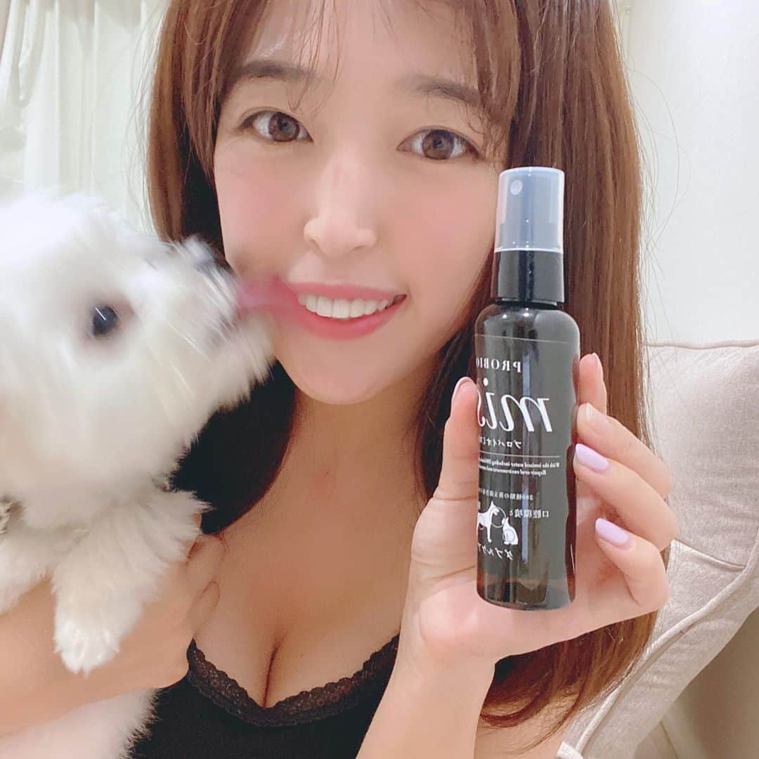 手束真知子さんのインスタグラム写真 - (手束真知子Instagram)「愛犬ハピくん🐶は おやつ大好き❗️でも口臭、歯石、歯肉炎、歯槽膿漏が気になるー！ って事で「プロバイオミスト」 口臭の原因となる悪玉菌などを殺菌し、それと同時に腸内環境も改善してくれます。  完全オーガニック素材だけを使っているから安心安全♡ ハピも気に入ったみたいですっ  #プロバイオミスト #犬のいる家 #猫のいる家 #犬の口臭 #猫の口臭 #口臭予防 #pr #トリドリベース」10月16日 16時04分 - machikotezuka