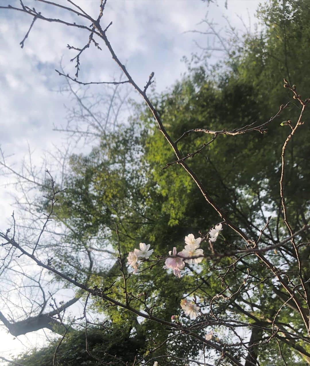 高見侑里さんのインスタグラム写真 - (高見侑里Instagram)「◡̈♥︎﻿ 桜を発見...🌸💓  気温差で体調を崩さないようお気を付けください💦」10月16日 16時19分 - yuri_takami_official