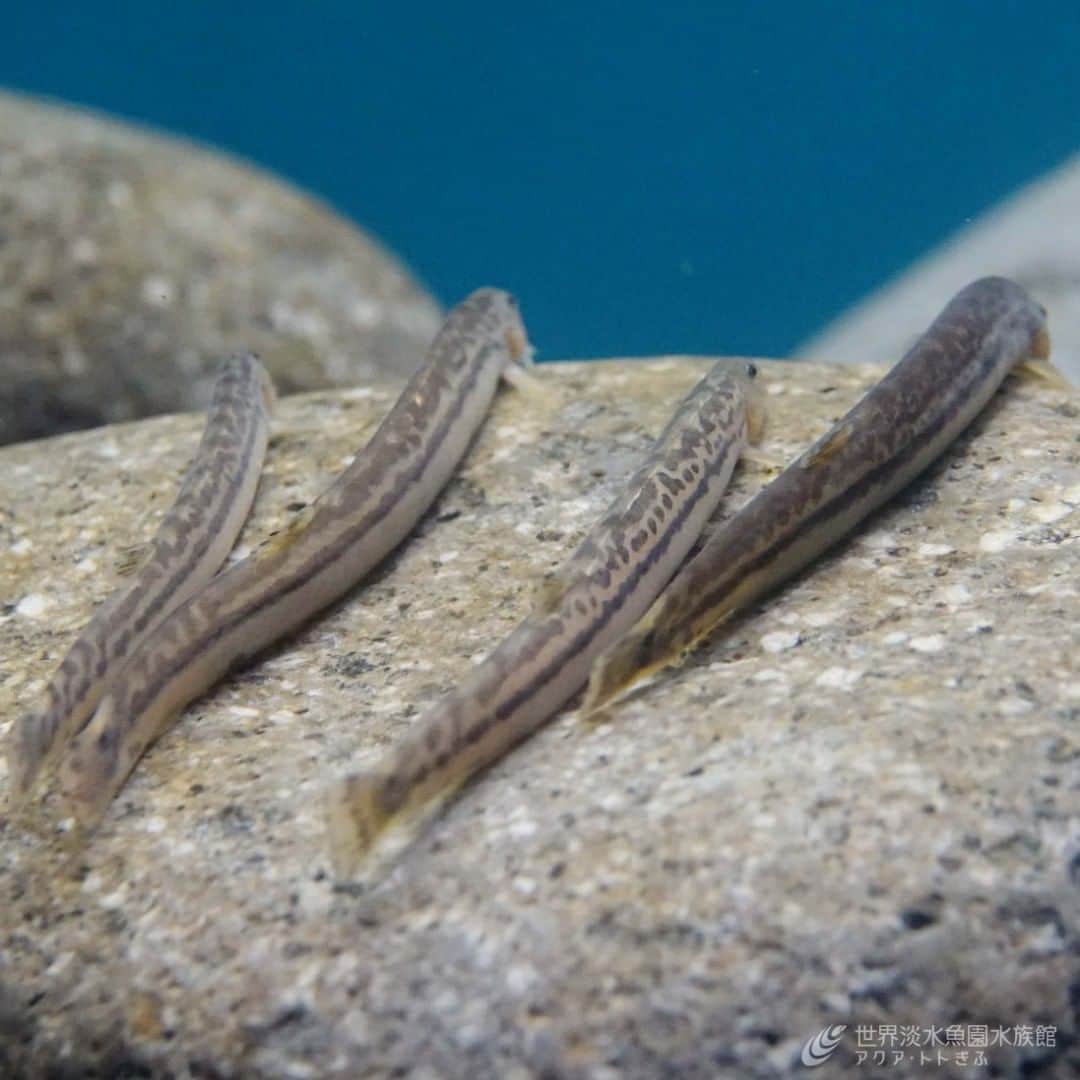 世界淡水魚園水族館 アクア・トト ぎふのインスタグラム：「この石の上でよく整列しています。 私が見るときは、いつもうしろを向いているんですが。。。  #アクアトト #アクアトトぎふ #アクアトト岐阜 #水族館#aquarium#アジメドジョウ#Delicateloach#Niwaelladelicata」