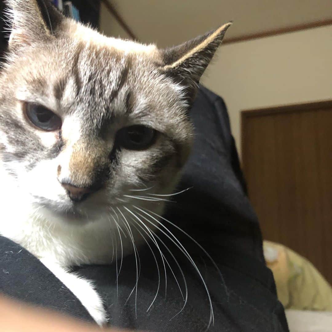 町田康のインスタグラム：「病院行け。」
