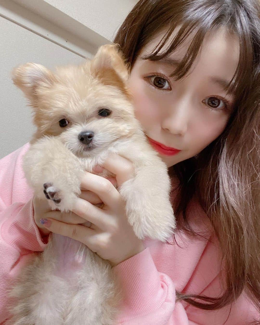 のインスタグラム：「新しく家族にお迎えしました🐶💗  ティアくん🐶🍼 元気いっぱいな子！可愛すぎる🥰💘  大切に育てます！ #わんこのいる生活 #ポメマル#マルポメ#ミックス犬 #犬バカ部 #ふわもこ部 #パピー#犬#いぬ」