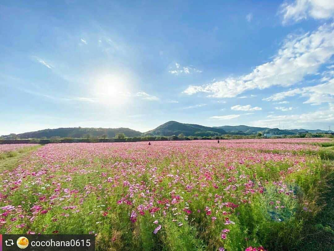 兵庫県さんのインスタグラム写真 - (兵庫県Instagram)「兵庫県公式インスタグラム『love_hyogo』です。  love_hyogoでは皆さんが#lovehyogo のハッシュタグを付けて投稿していただいた写真を紹介をさせていただきます。  本日のピックアップは @cocohana0615 さんのお写真です👑 ハッシュタグをつけての投稿ありがとうございます🙏  写真は、加古川市志方町で行なわれている『志方東コスモスまつり』での一枚です📷  一面に広がる広大なコスモス畑が圧巻ですね❗(ﾟ∀ﾟ)✨ 風に揺られるピンクや白のコスモスを見ると秋の深まりを感じることができます😌💕  志方東コスモスまつりは、18日㈰まで開催されており、新型コロナウイルスの影響で例年より規模が縮小されていますが、コスモスの切花や野菜米などの農産物の販売などの催しが行なわれています。 今が満開のコスモス畑にぜひ足を運んでみてください😆✿  兵庫にまつわる投稿は#lovehyogo のハッシュタグをお願いします👈  #兵庫県#兵庫#lovehyogo#love_hyogo#photooftheday#followme#加古川市 #志方町コスモス畑 #志方町 #志方東コスモスまつり #コスモス #コスモスまつり #コスモス畑 #自慢したい兵庫の景色 −−−−−−−−−−−−−−−−−−−−−−−−−−−−−−−−−−−−−−−−−−−−−−−−−−−−−−−− 兵庫県では、新型コロナウイルス感染拡大を予防する『ひょうごスタイル』（📍3密（密閉、密集、密接）の回避📍身体的距離の確保📍マスクの着用等）の推進のご協力をお願いしています。」10月16日 17時02分 - love_hyogo