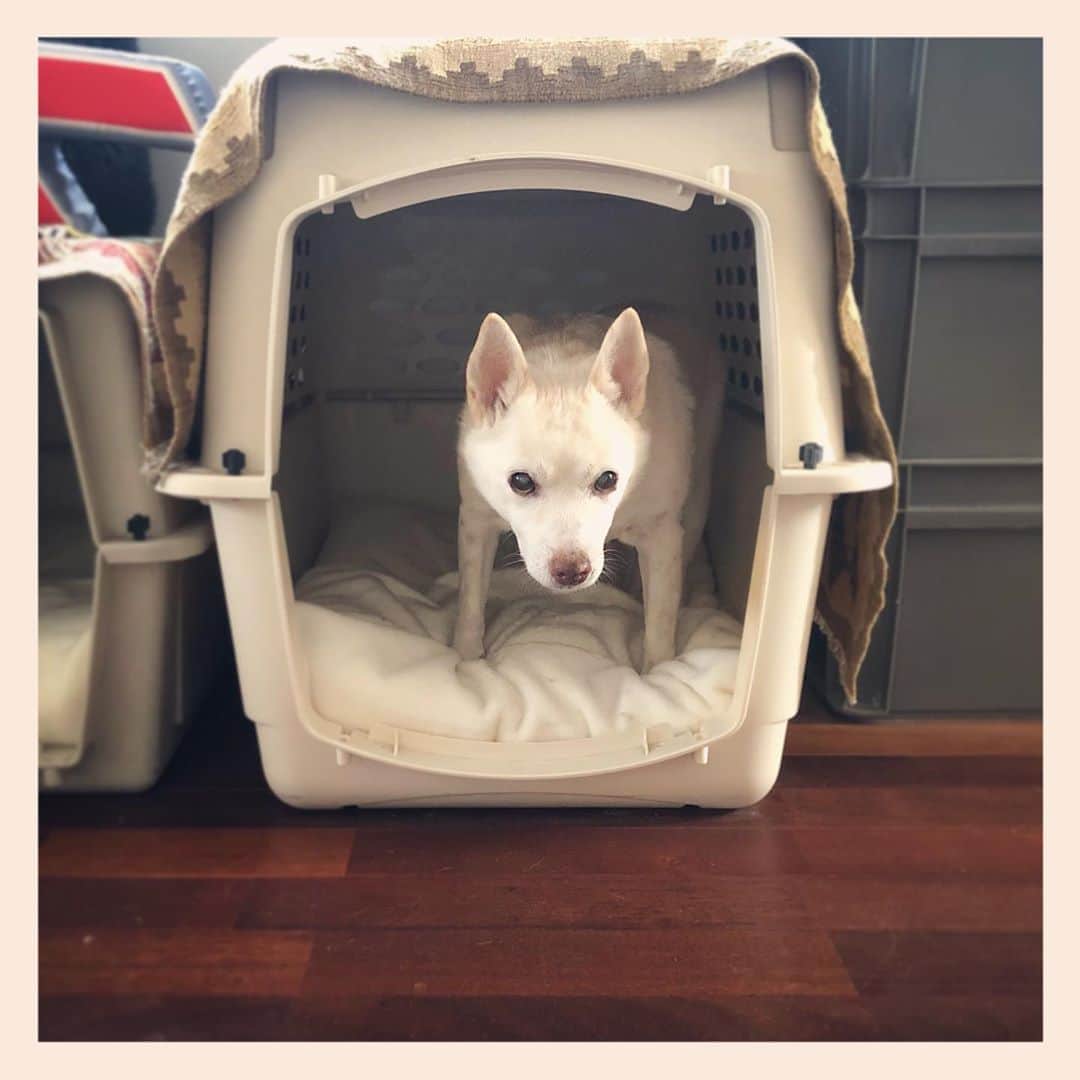 パンといっぴきのインスタグラム：「#元保護犬 #雑種犬 #crossbreed #mixdog #バリケンネル　#キップル14歳」