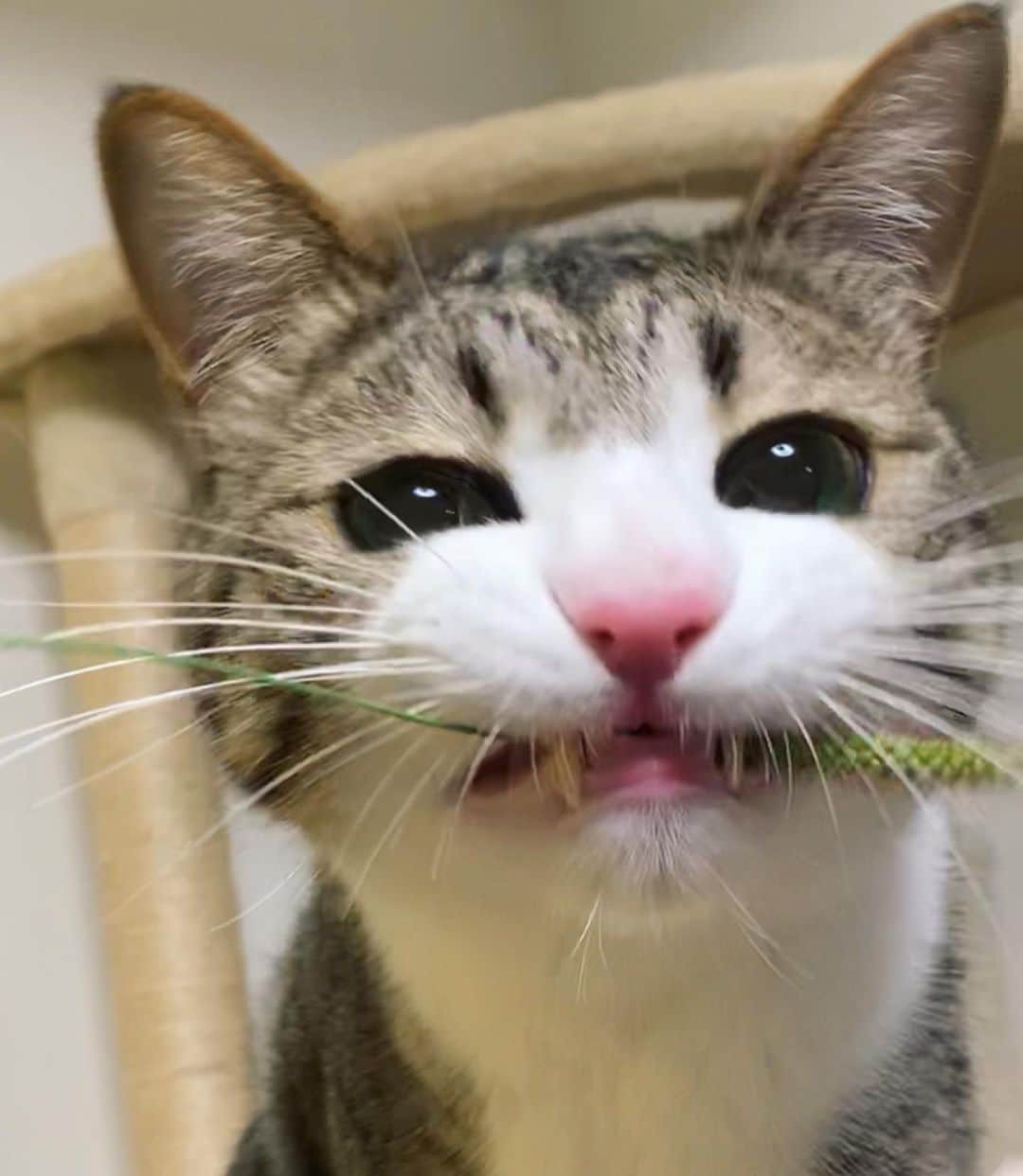すずめくんさんのインスタグラム写真 - (すずめくんInstagram)「🐥🐥  リアル猫じゃらしに静かに大興奮😻❤️  Grass that makes cats play.😹 "nekojyarashi"❣️  #猫じゃらし #ねこじゃらし」10月16日 17時18分 - suzume0513