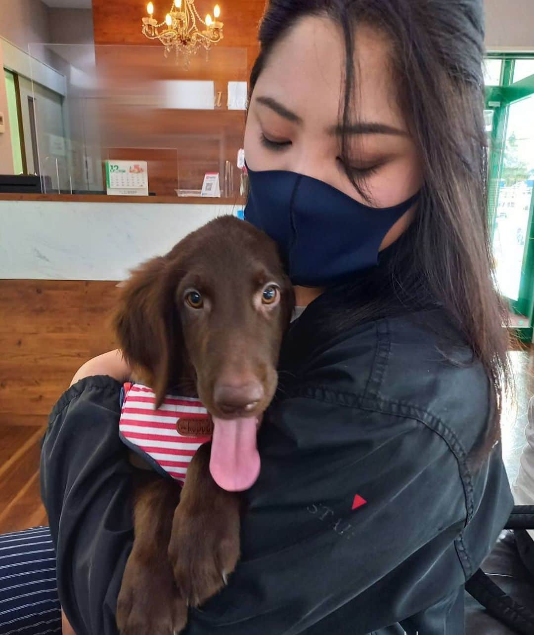 璃央じゅんのインスタグラム：「3回目のワクチン行ってきました🐕‍🦺 いつもは大暴れしてお世話係の母と私を これでもかと言うくらい噛んで暴れるのに サークルのなか以外はビビリまくりで しがみついて離れないレオくん。笑 もうちょっとしたらお散歩できるね！ やったね☺️🌸 . . . #フラットコーテッドレトリバー #フラレバ #大型犬がいる生活  #かわいい #獣医のお姉さんに耳でポニーテールされてた #ビビリすぎてされるがまま笑」
