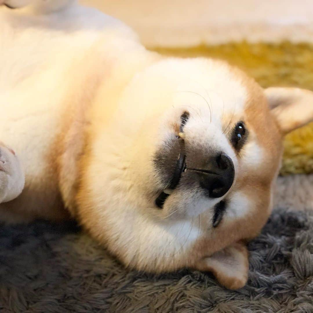 せんべえさんのインスタグラム写真 - (せんべえInstagram)「( ˊ̱˂˃ˋ̱ ) #せんべえ #柴犬 #shibainu  #まるい #顔でかい #柴犬溶けてます #溶け柴 #ちょっと歯出てる #横にすると面白い」10月16日 17時21分 - akiresh