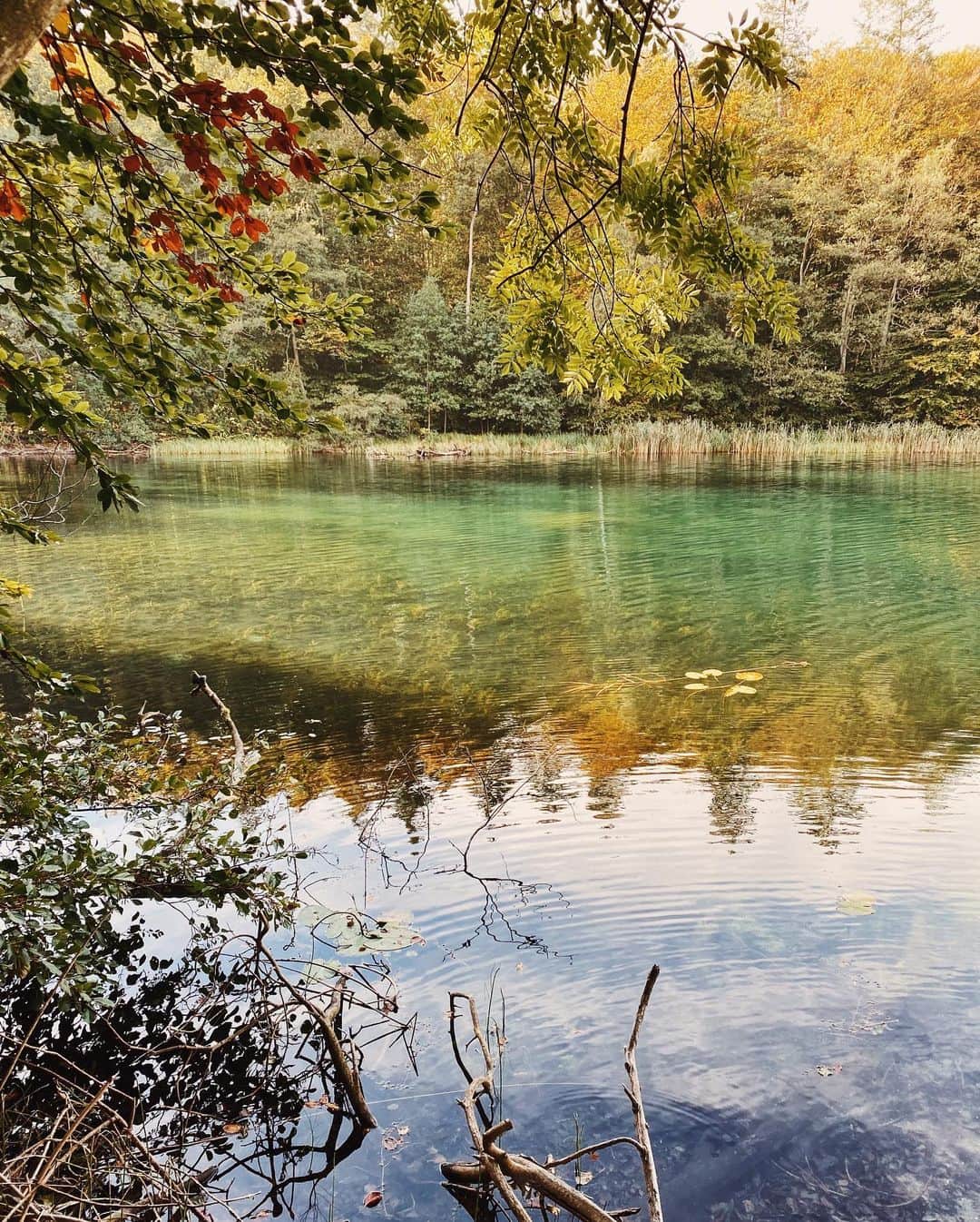 STIL IN BERLINさんのインスタグラム写真 - (STIL IN BERLINInstagram)「Here’s a fun, long hike for a day out of the city: park at Grüne Hütte and walk around Wummsee, one of the clearest lakes I’ve encountered in Brandenburg. Bring a picnic, it’s about 10km. And if you’re very up for it - surround Kapellensee as well, making it 14km - enjoy!」10月16日 17時35分 - stilinberlin