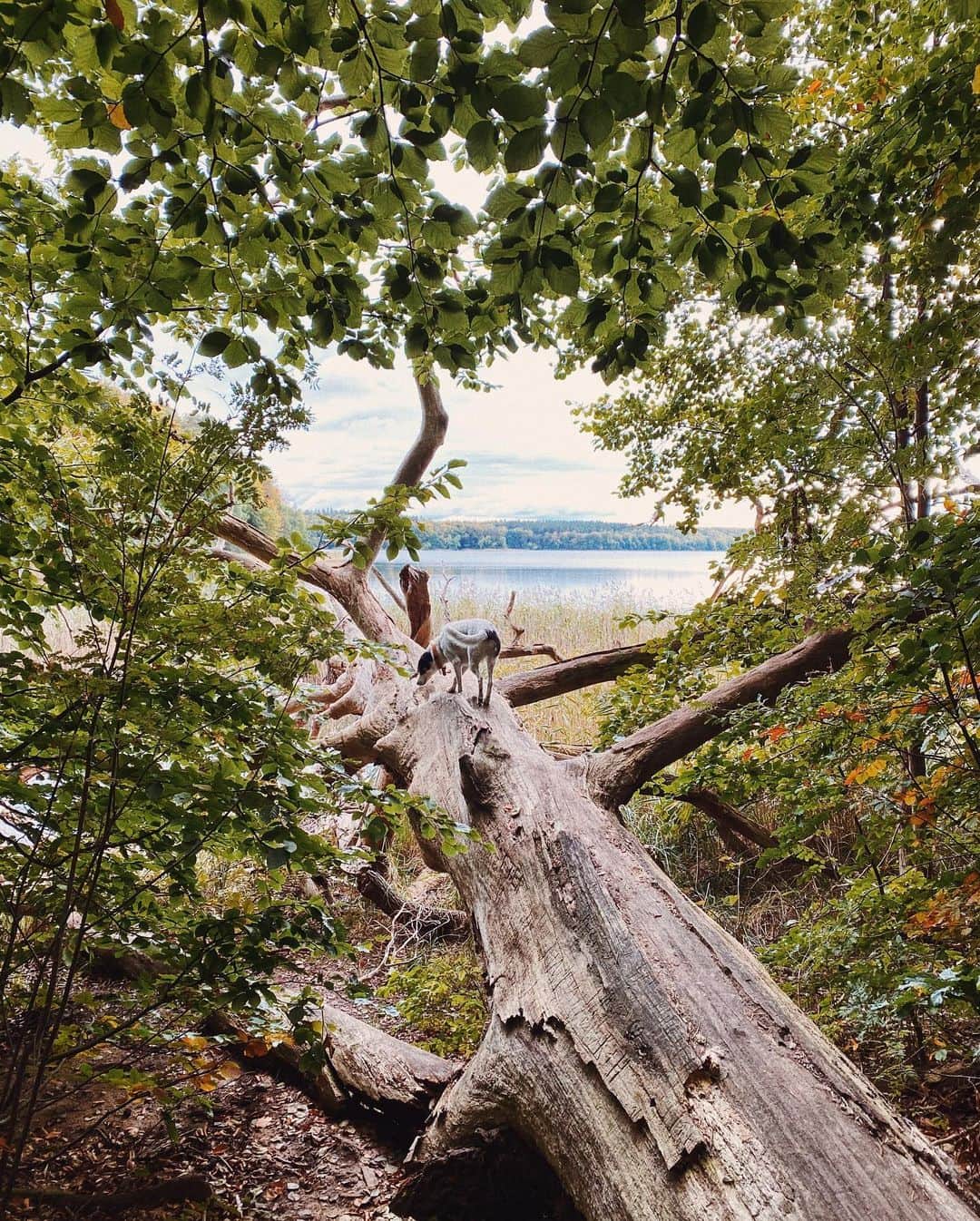 のインスタグラム：「Here’s a fun, long hike for a day out of the city: park at Grüne Hütte and walk around Wummsee, one of the clearest lakes I’ve encountered in Brandenburg. Bring a picnic, it’s about 10km. And if you’re very up for it - surround Kapellensee as well, making it 14km - enjoy!」