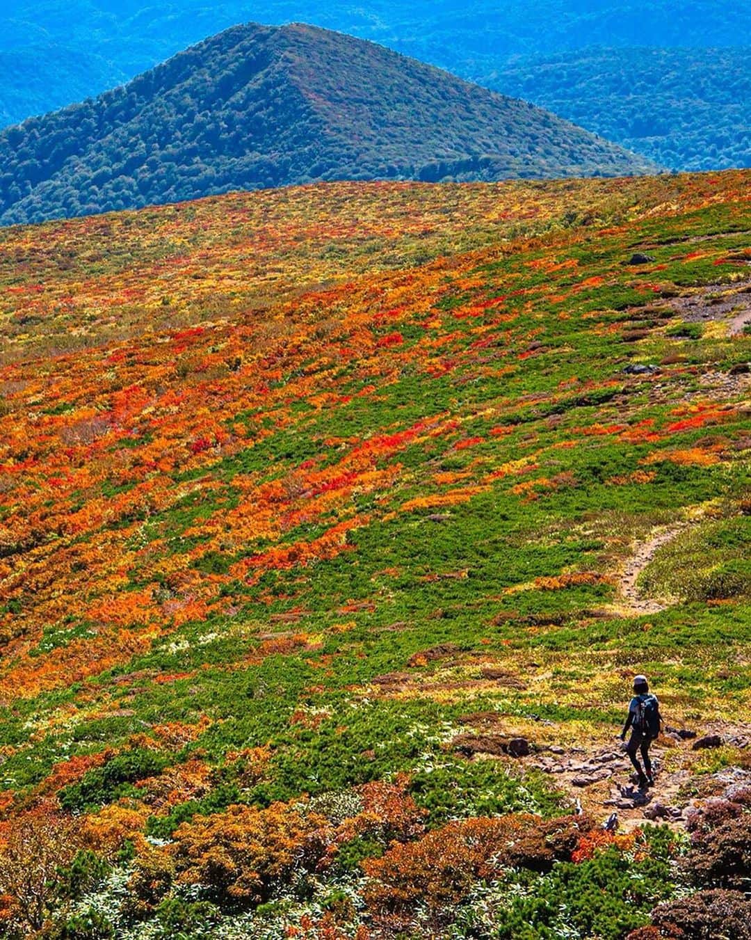 ピーチ・アビエーションさんのインスタグラム写真 - (ピーチ・アビエーションInstagram)「”神の絨毯”と呼ばれる紅葉の名所🍁 . 眼下に大パノラマの紅葉風景が広がる #栗駒山 山肌一面がオレンジや赤に染まり、 色鮮やかなグラデーションを楽しむことができます✨ . 栗駒山には、登山コースが9つあります⛰ 初心者の方には、約90分で登頂できる中央コースがおすすめ🎵 道は石畳などで整備されていて気軽に散策できます。 . 登山をしながら秋の絶景を堪能してみてはいかがでしょうか🍁 . . . . . . . . . . . . . . . . . . . . . . . . . . . . . . . . . . . . ▶Photo by @manastash.boy.t OOKINI!! ▶Place： #宮城 #栗原市 . . . . . . . . . . . . . . . . . . . . . . . . . . . . . . . . . . . . Peachでは各就航地で撮影された皆さまのお写真をInstagramでご紹介させていただいています。 #fly_peach をつけて投稿してください✨ . #宮城県 #宮城旅行 #宮城観光 #東北旅行 #日本の景色 #日本の絶景 #紅葉登山 #紅葉狩り #紅葉巡り #秋景色 #秋の風景 #紅葉🍁  #登山部 #トレッキング #山スタグラム #tohoku #look_japan #autumninjapan #autumnleaves🍂」10月16日 17時30分 - flypeach