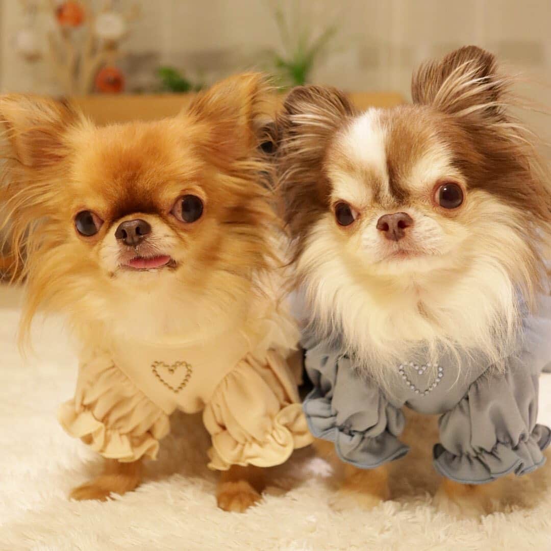 kayoのインスタグラム：「* * * くりおフリフリ以外と 似合ってるやん😂 * * 色もイメージにピッタリ☺️💛 * * ほぼ同じ体重になってきた メンズふたり👦🏼👦🏽 * *  kulio❤️Lychee * * @love_circuscircus  #chihuahua#chihuahualove#dogstgram#dog#instadog#チワワ#チワワ大好き#チワワのいる暮らし * * *」