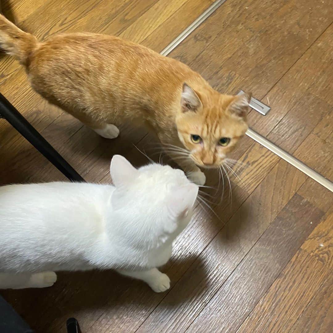 金巻ともこさんのインスタグラム写真 - (金巻ともこInstagram)「出張からお出迎え猫。ただいま！  #hakuchai #tabby #orangetabby #cat #猫 #茶トラ男子部 #catstagram #白猫　#whitecat」10月16日 18時04分 - tomotomoco