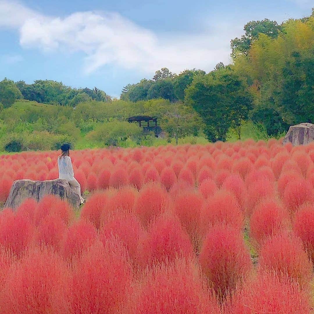 【JTB】マイトリ公式アカウントのインスタグラム：「＼今日のマイトリ 💛／﻿ ﻿ @kniii92 さんの﻿ #日本 #奈良県 でのお写真📸 ﻿ ご紹介するお写真は、﻿ 紅葉した植物が一面に広がる幻想的な一枚🌳✨﻿ 青・緑・赤のグラデーションがすごい💙💚❤️﻿ ﻿ この丸くて可愛い植物は、コキアっていうんだって🌳🌳 なんだか不思議な形だよね🤭💕 ﻿ 日に日に涼しくなってきて、 秋を感じる風景がたくさん増えてきて嬉しい🍁🍠🍄 ﻿ プチ豆知識💡﻿ コキアの別名はホウキギ👀﻿ ヨーロッパでは昔、乾燥させてほうきとして使ってたそう🧙‍♀️✨﻿ 納得しちゃうね🙆‍♀️🙆‍♀️﻿ ﻿ 🌐 日本﻿ 📍 奈良県 / 広陵町﻿ 🏷 #馬見丘陵公園﻿ ﻿ みんなの#マイトリ もcheckしてみてね💫﻿ ﻿ マイトリサイトには、海外、国内の女子旅情報をUPしています❣️﻿ URLから、是非チェックしてみてください😚 ﻿ ﻿ #JTB #JTBで旅がしたい #奈良 #北葛城郡 #広陵町 #奈良旅行 #奈良旅 #奈良観光 #奈良女子旅 #奈良女子旅行 #公園  #コキア #花  #植物 #植物園 #秋 #紅葉 #女子旅行 #女子旅 #国内旅行 #traveler #girlstrip #旅行 #GirlsWhoTravel #girlaroundworld」