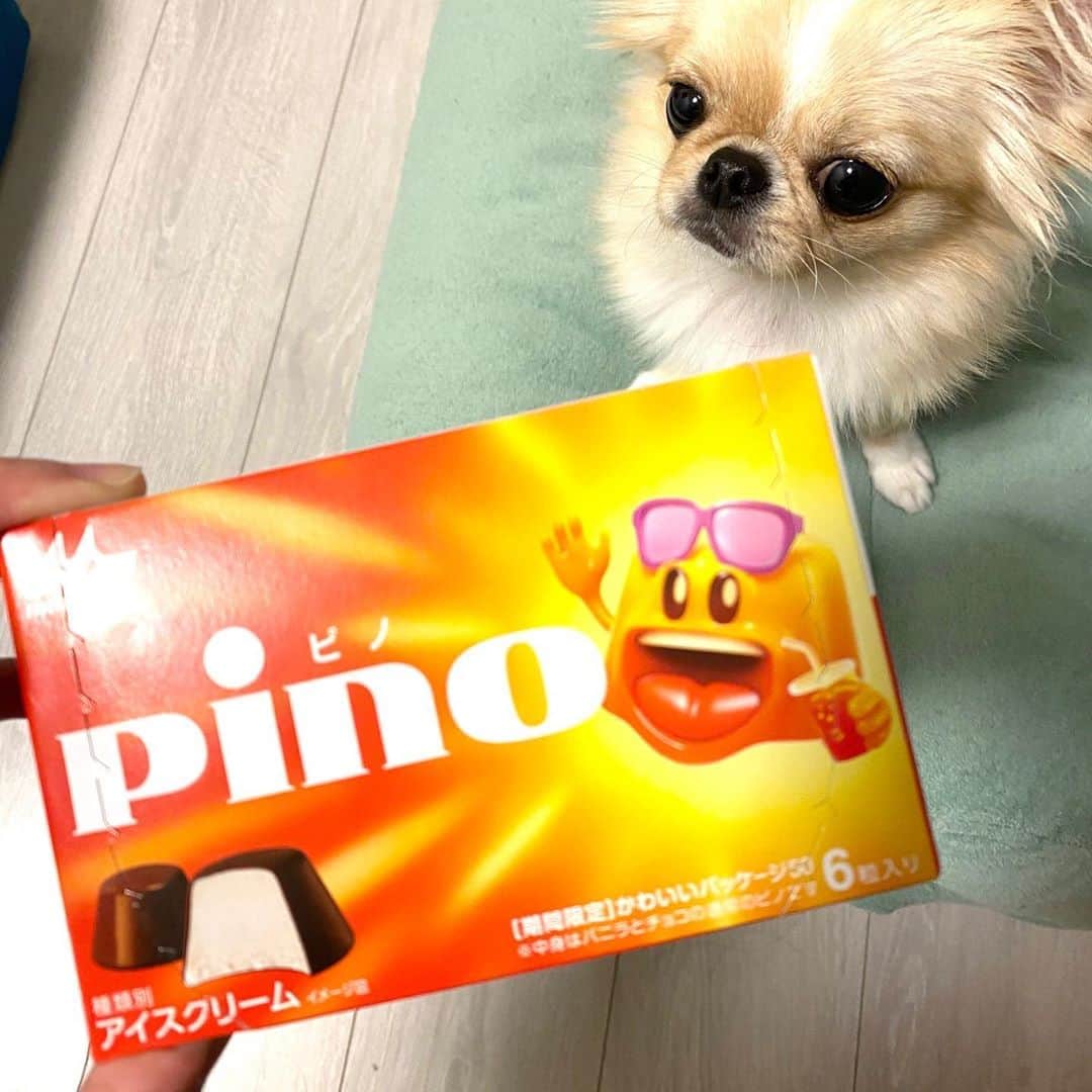 のインスタグラム：「本日のピノ⭐️ @morinaga.choco   最近いろんな種類の パッケージがあるな〜！と思っていたら  なんと"かわいい"をテーマに 50種類のパッケージが新しく出てるみたい✨  ピノのアイス大好きなので ぜひコンプリートしたい！！！  今日のピノは ♡のピノ、☆のピノ 出たのか〜〜〜？？？(2枚目→)  #ピノ #ピノとピノ #森永乳業 #森永製菓 #アイス #アイス部 #パッケージ #かわいい #pino #犬との暮らし #チョコレート #チョコレートアイス #森永 #アイスクリーム #icecream」