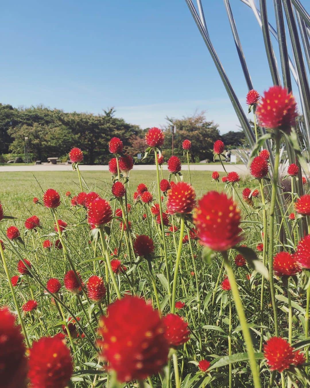 本田朋子さんのインスタグラム写真 - (本田朋子Instagram)「お昼寝の時間なのに、まだ帰りたくないとアピールする息子。 大きい公園でたくさん遊んで、公園内カフェでランチ。 私もむふふ♡  #新潟 #のんびり暮らし」10月16日 18時51分 - tomoko_honda_official_phonics