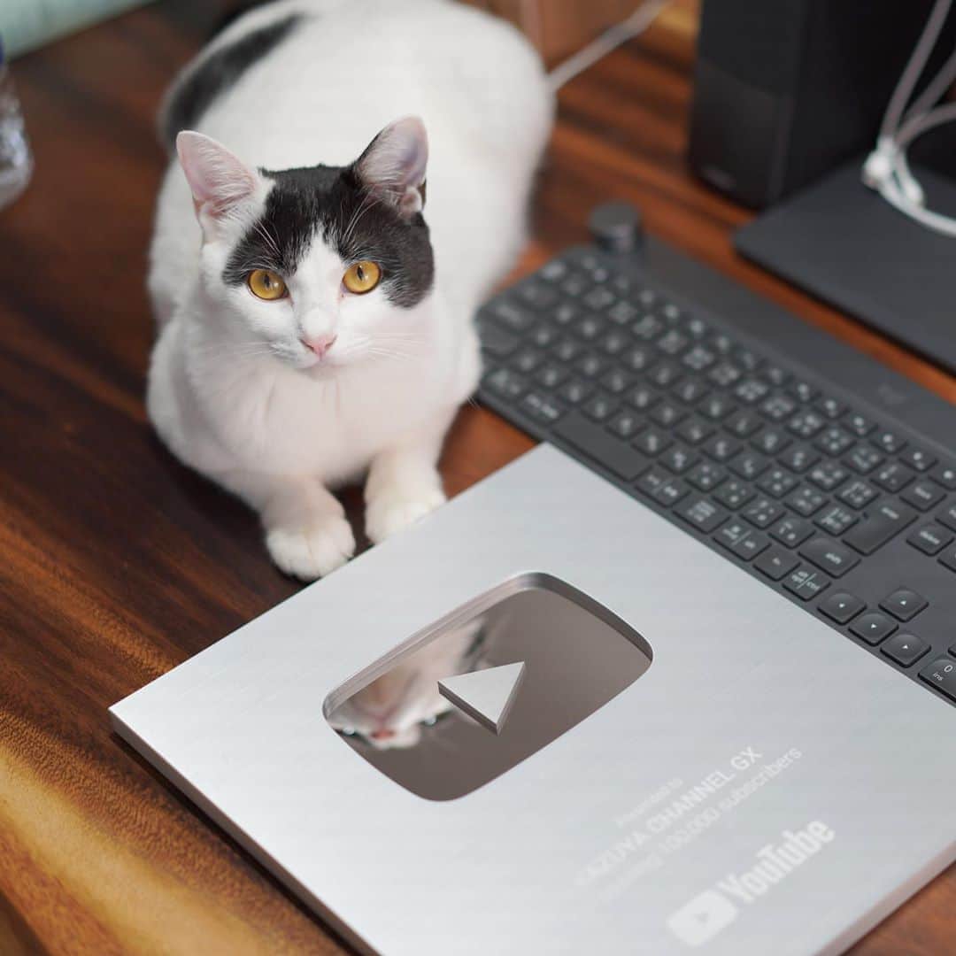 KAZUYAのインスタグラム：「今日のにゃんこ48。 YouTubeのチャンネル登録者10万人達成の盾に反射する顔が可愛い。 #猫 #猫のいる暮らし #cat」