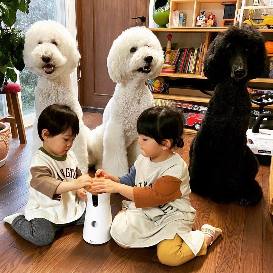 たまねぎさんのインスタグラム写真 - (たまねぎInstagram)「. . 🐾ファーボよりお知らせです🐾 . ファーボ史上最大セール開催中です。 . クーポンコード『tamanegi』を使うとセール価格よりさらに1,000円OFFで、最安値の10,500円OFFの最安値に！ 詳しくはプロフィールのURLからどうぞ！ . @furbo_japan #standardpoodle #dog #lovedogs#poodlesofinstagram #スタンダードプードル #大型犬と子供 #poodle#dogstagram #いぬのいる生活 #もふもふ部 #わんこ部 #子どもと犬  #kidsanddog #犬と暮らす #いぬなしでは生きていけません #PR #Furbo #ファーボ #ドッグカメラ #ドッグシッター」10月16日 19時19分 - tamanegi.qoo.riku