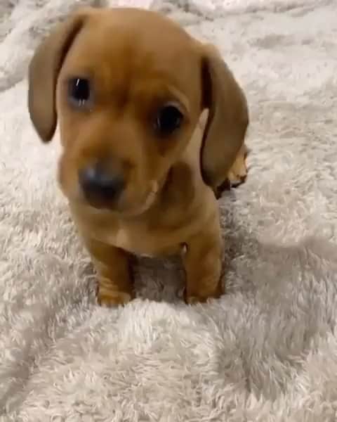 The Critter Havenのインスタグラム：「Love this video  Video by @peonydoxie via @dachshundhub  #TheCritterHaven」