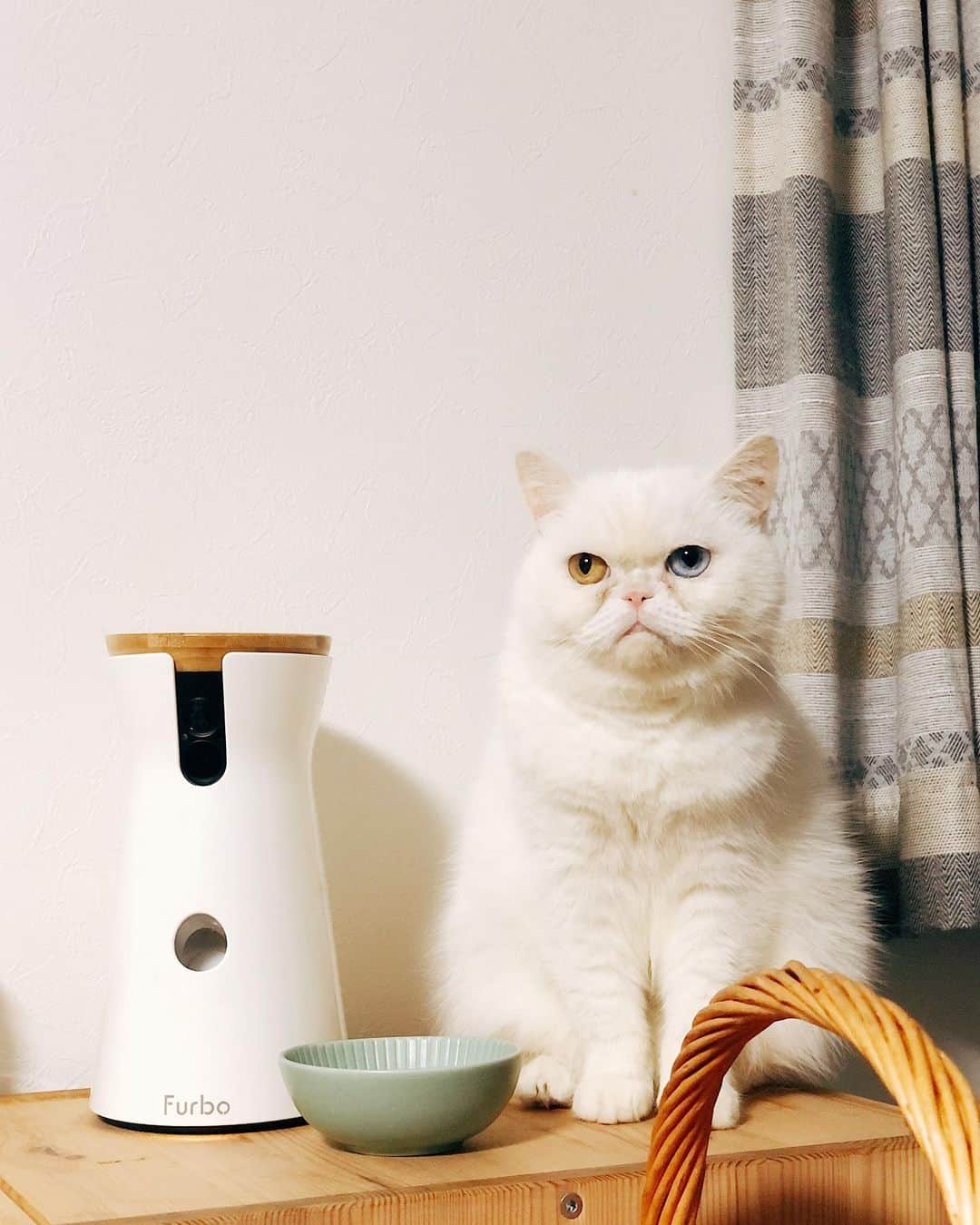 juntowaのインスタグラム：「同じ猫には見えない。#まん丸#スリム」