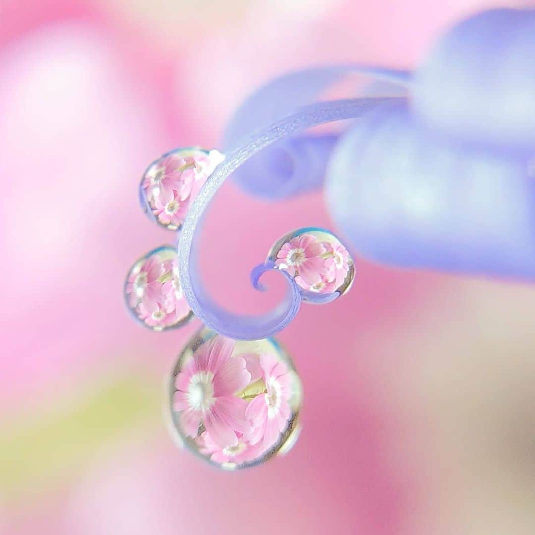 花の写真館のインスタグラム：「Photo by @oukan825.⠀ https://instagram.com/oukan825/⠀ .⠀ Original Post[投稿いただいたURL]⠀ https://www.instagram.com/p/B4Z7ftBAGbM/⠀ .⠀ 本アカウントは、 #私の花の写真 をつけてInstagramに投稿された皆さまの花の写真や、「花の写真館」Facebookページで投稿された花の写真を紹介します。⠀ 「花の写真館」Facebookページは、「 @floral.photograph 」のプロフィールにあるURLからご覧ください。⠀ .⠀ ※各自、政府、自治体など公的機関の指示に従った行動をお願いします。⠀⠀ 東京カメラ部および分室では、写真を「見る楽しみ」を提供することを通して、微力ながら皆様にわずかな時間でも癒しをお届けしたいと思っております。⠀ ※本アカウントは東京カメラ部がFacebook、Instagramのサービスを利用して運営しているもので、Facebook社・Instagramとは一切関係ありません。⠀ .⠀ #花の写真館 #floralphotograph #floralphoto #flower #flowers⠀ Follow: @floral.photograph」
