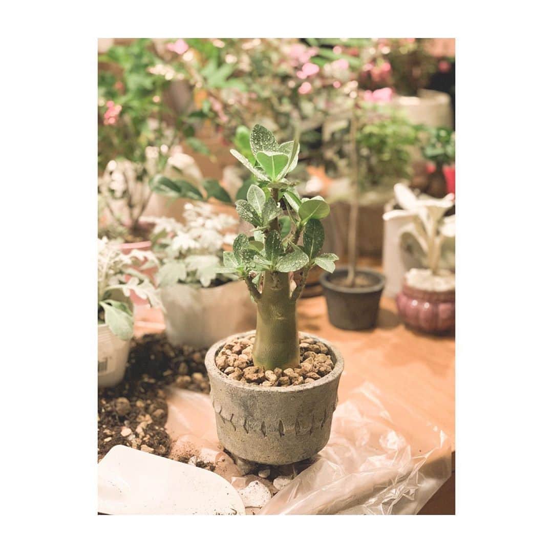 のインスタグラム：「Lovely🌿🤍  なぜか知らんけど 主人がお花やさんで これって俺みたい〜 って言いながら持ってきた子🌿笑 鉢にうつしたらもっと素敵になった❤︎  #クラブフルハウス #clubFullhouse  #evergreen #植木 #だっちくん  #これなんていう植木なんだろう？ #伺うの忘れたw #アデニウム #なんとラッパーさんが教えてくれた #ゼウス様」