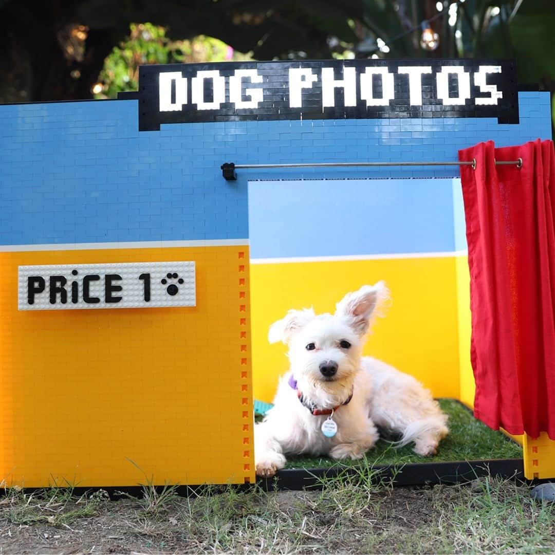 LEGOさんのインスタグラム写真 - (LEGOInstagram)「Introducing… A Dog Selfie Booth built using LEGO Mindstorms?! 🐶  Swipe ➡️ for the results!   #Mindstorms #Dogs #SimoneGiertz」10月16日 20時00分 - lego