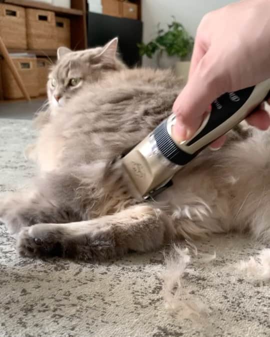 nocoaのインスタグラム：「． 定期的におちりの毛をカット✂︎ ． そろそろ足と手の裏の毛をカットせねば。　 ． ． @raramart.1   #ロイサラ成長記録  #nocoa動画#catvideo#猫動画」
