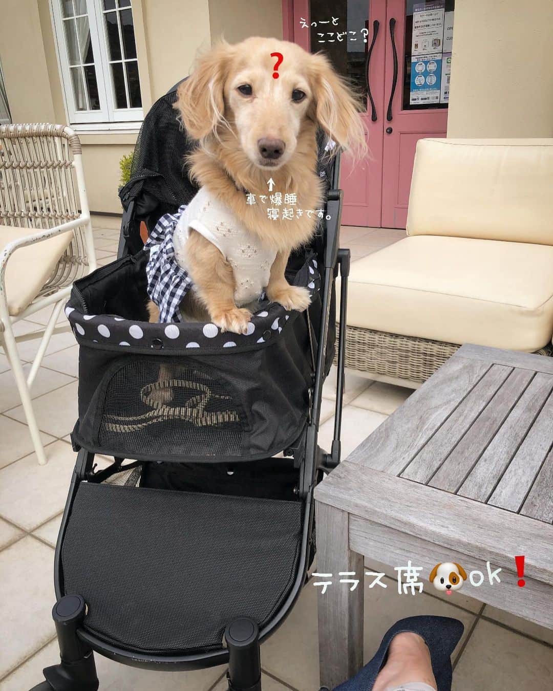 チズのグルメインスタ