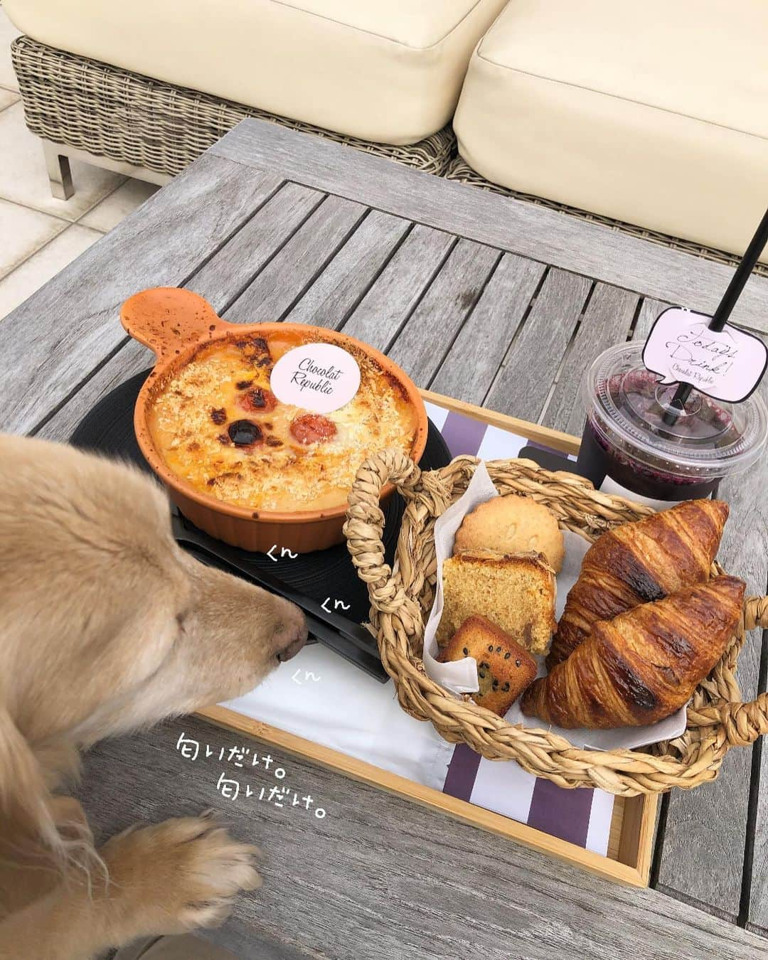 チズさんのインスタグラム写真 - (チズInstagram)「用事が早く終わってランチへ🍴 ここ駐車場🅿️もあるし いつも空いてて🤫㊙️ ゆっくり〜まったり〜❤️ 穴場です❤︎ お近くの方は是非😍💕  #わんことおでかけ #テラス席🐶ok #ショコリパランチ #ショコラリパブリック #リピ決定 💯 #神級スタッフさんいるよ❤︎ #心地よく過ごせました( ´ ▽ ` )  #Mダックス#ダックス#ミニチュアダックス #親父犬#シニア犬#ミニチュアダックスフンド #ミニチュアダックスクリーム#短足部 #短足犬#カニンヘンダックス #ダックス14歳#カニンヘンダックスフンド#犬は家族#犬のいる生活#シニアライフ#インスタでわんこみるのが日課 ♡♡」10月16日 20時41分 - sqi.chizu