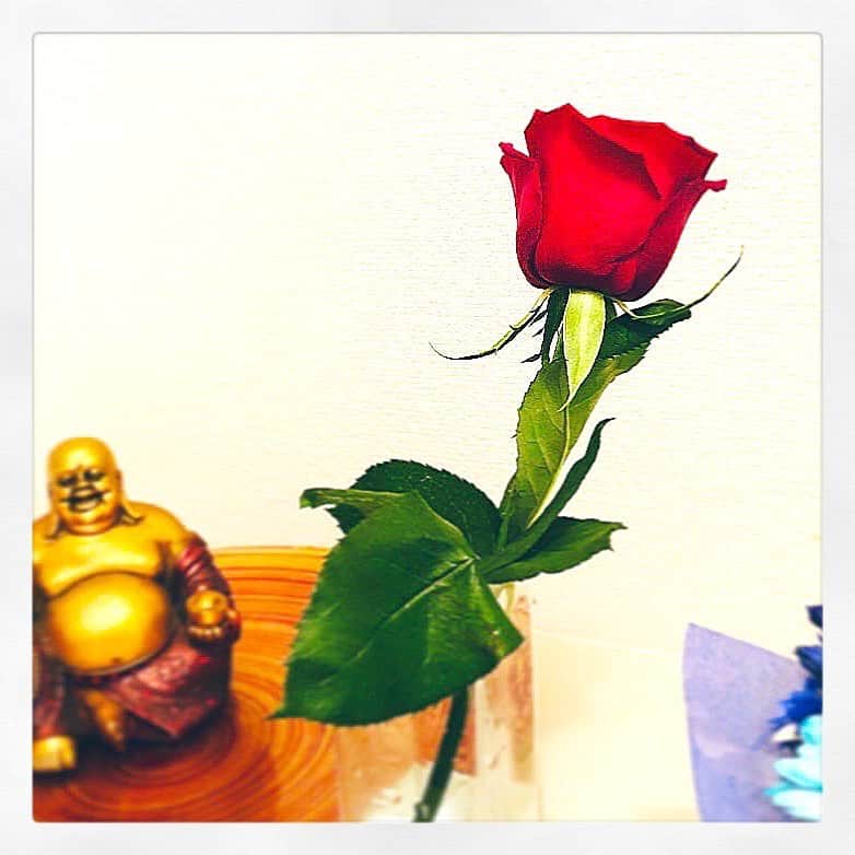 立花サキさんのインスタグラム写真 - (立花サキInstagram)「女友達から﻿ 一輪の薔薇🌹を﻿ プレゼントしてもらえる日が﻿ 来るなんて…♡﻿ ﻿ くまたん﻿ ありがとう🌹❤️﻿ @kemonon.nara  ﻿ ﻿ #薔薇  #守神﻿ #主張強すぎ﻿ #ごめんなさい﻿」10月31日 15時08分 - tachibanasakichaso