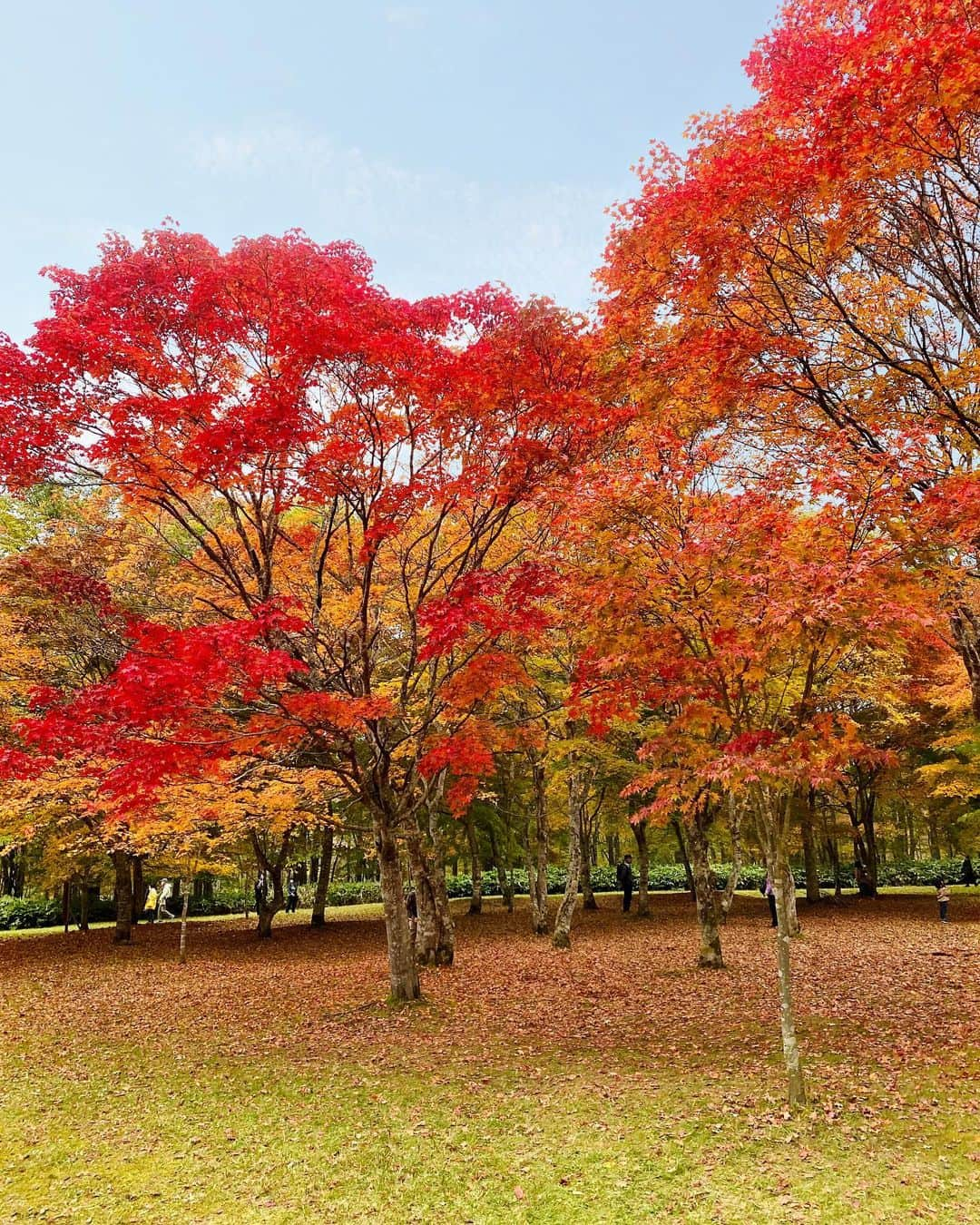 尾崎ありさのインスタグラム：「紅葉きれいだったなぁ〜😍  #帯広 #十勝 #鹿追町 #北海道 #北海道旅行 #travel #trip #traveler #hokkaido #旅行 #もみじ #写真撮ってる人と繋がりたい #紅葉 #紅葉狩り #福原山荘 #秋 #autumn #autumnleaves #landscape #写真好きな人と繋がりたい #旅スタグラム #amazing #view #sky #秋 #nippon #旅 #landscapes #japan #nature #travelphotography」