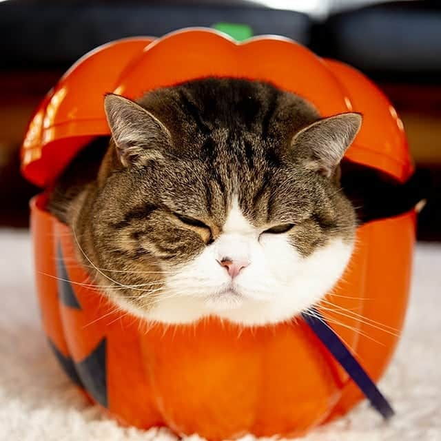 まる & はなさんのインスタグラム写真 - (まる & はなInstagram)「Happy halloween!」10月31日 15時34分 - maruhanamogu