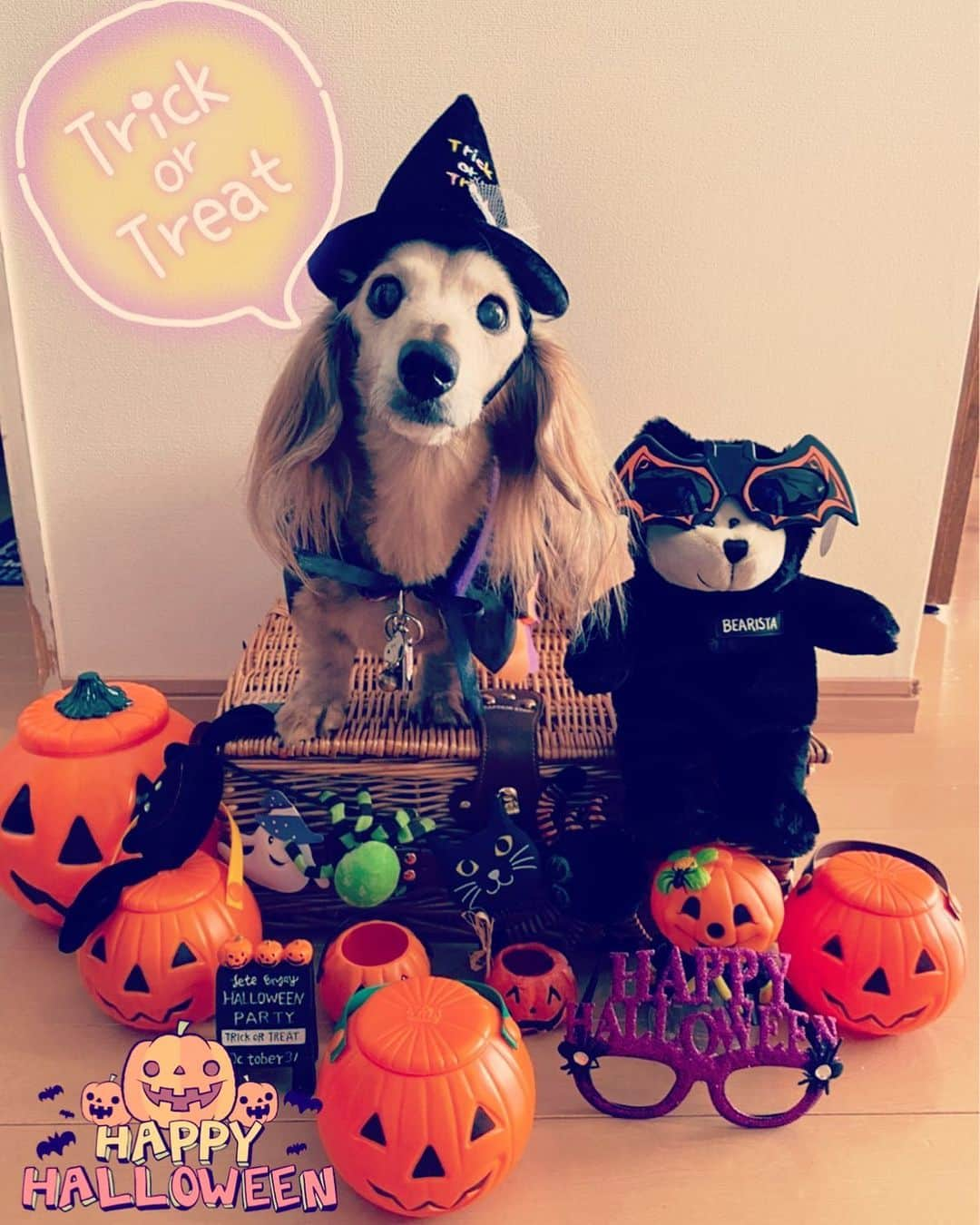 向日葵?さんのインスタグラム写真 - (向日葵?Instagram)「Happy Halloween🎃👻🍭 みなさん💕楽しいハロウィンを過ごして下さい😊 ＊ #ハロウィン#rハロウィン #ベアリスタ  #犬#ダックス#ダックスフンド#ミニチュアダックス#dachs#いぬぐみ📛#pecoいぬ部#シニア犬 #よく寝るシニア犬#わんぱく部#サンデイ#todayswanko #ボンボンハイスクール」10月31日 15時43分 - hinata.miyuki