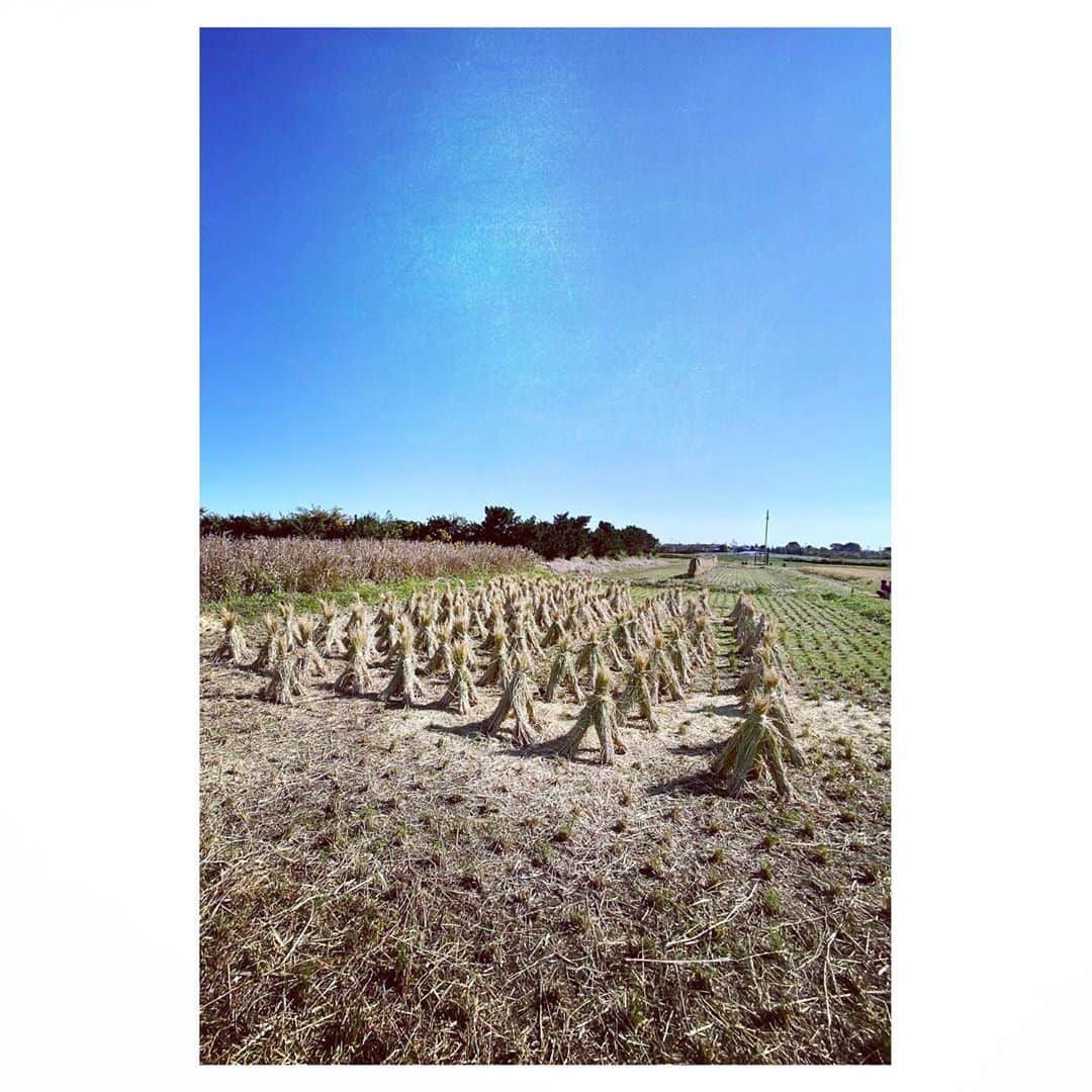 Caravanさんのインスタグラム写真 - (CaravanInstagram)「2020.10.31  人生初の米作り。  本日で脱穀までの工程を  終了しました。  かけがえの無い時間でした。  色々な事を教えてくれた  81農園に感謝。  音楽と通ずる所が  こんなにもあるんだね。  #八一米日記 #81farm_organic」10月31日 15時41分 - caravan_harvest
