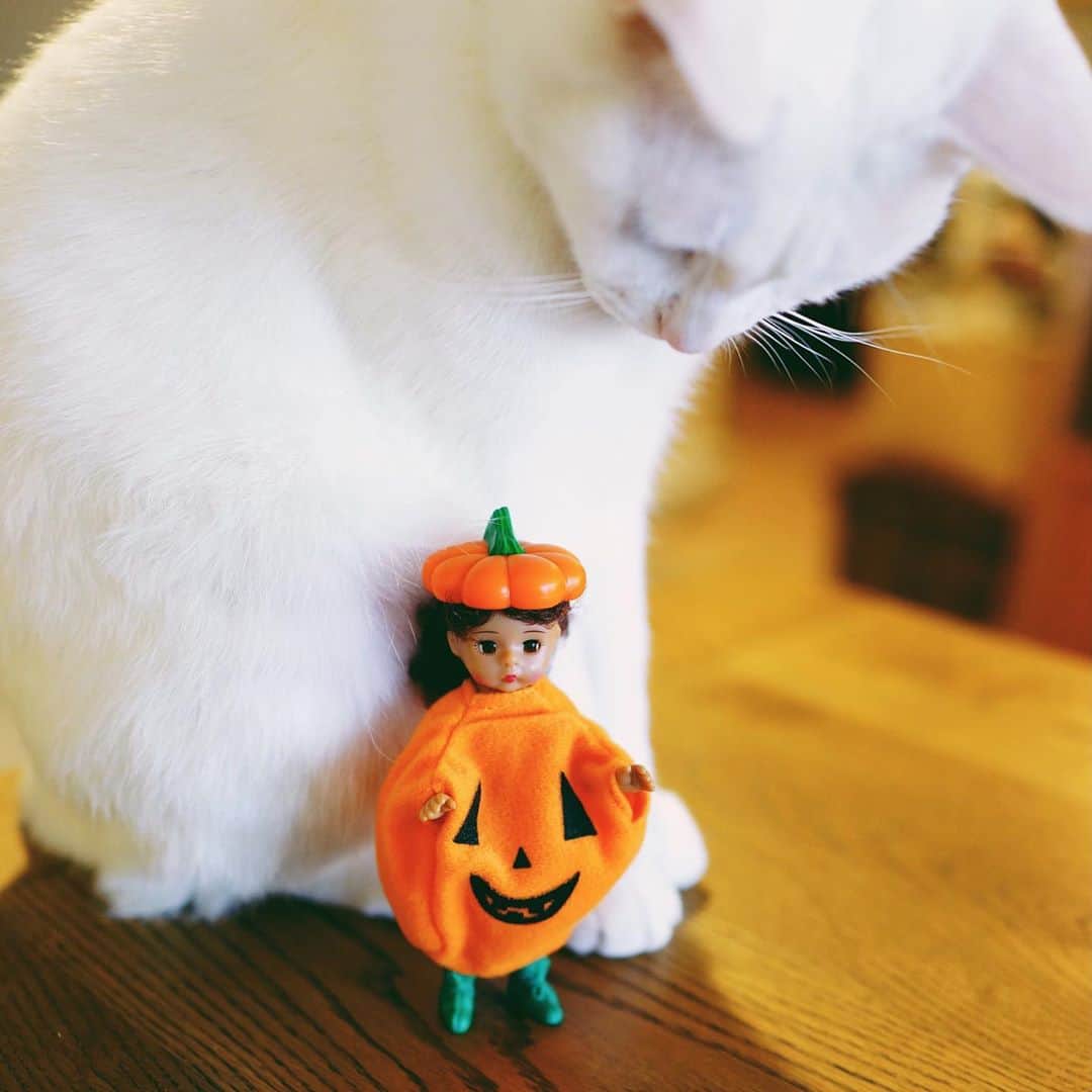 omomuroniさんのインスタグラム写真 - (omomuroniInstagram)「Trick or Treat ‼︎  今日はぼくが主役じゃないのは知ってる 女子にはやさしいよ。  Happy Halloween ♫•*¨*•.¸¸♪✧ 🎃👻  #nuco_ivy #happyhalloween 👻 #ハッピーミールトイ 🍔🍟 #マダムアレクサンダー」10月31日 16時11分 - omomuroni