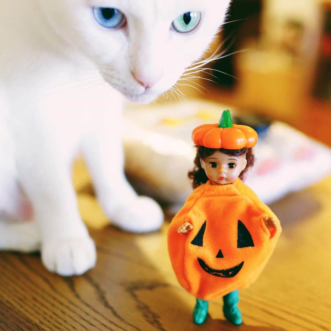 omomuroniさんのインスタグラム写真 - (omomuroniInstagram)「Trick or Treat ‼︎  今日はぼくが主役じゃないのは知ってる 女子にはやさしいよ。  Happy Halloween ♫•*¨*•.¸¸♪✧ 🎃👻  #nuco_ivy #happyhalloween 👻 #ハッピーミールトイ 🍔🍟 #マダムアレクサンダー」10月31日 16時11分 - omomuroni