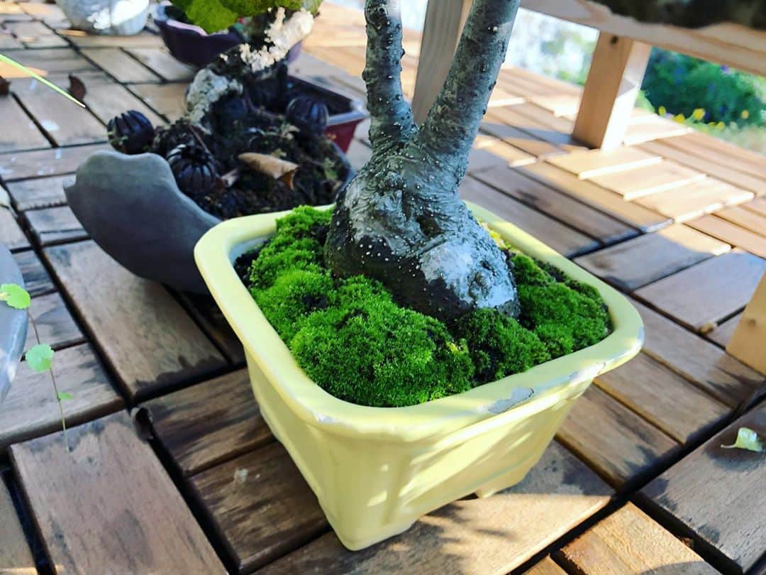金成公信のインスタグラム：「苔もっふもふ。#盆栽 #bonsai #bonsaijapan #japanesebonsai #wabisabi #bonsailovers #bonsailife #bonsaitree #bonsaiart #bonsaigram #bonsaiworld #plants #tree #greenlife #greenlifestyle #苔 #moss #睡蓮 #睡蓮鉢 #ビオトープ #biotope #メダカ #waterlilybowls」