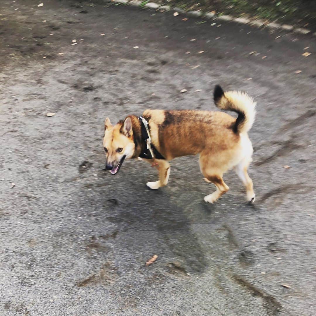 佐々木海のインスタグラム：「#地味ハロウィン 校庭に入ってきた犬🐕 ※リードはレタッチで消しました😉 #犬 #イヌ #イヌスタグラム #いぬすたぐらむ #犬バカ部 #いぬばか部 #ふわもこ部 #いぬら部 #犬のいる暮らし #保護犬 #元野犬 #雑種 #雑種犬 #ビビり犬 #里親 #保護犬を家族に #保護犬を飼おう #殺処分ゼロ」