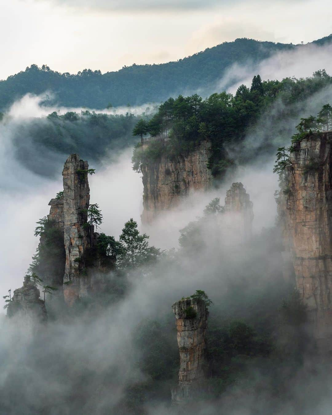 Michael Yamashitaさんのインスタグラム写真 - (Michael YamashitaInstagram)「I am honored to announce that my photo of Mountains in the Mist, Wulingyuan, China is part of the Prints for Nature fine-art photography sale. Featuring work by some of the world’s finest photographers working to protect people, wildlife and the environment, this is a chance to collect some of the best and most inspiring photography out there and support much needed conservation work. One hundred percent of the profits will be donated directly to @conservationorg, whose work supporting grassroots conservation is more important than ever.  Browse these stunning images and purchase yours today at printsfornature.com (link in bio.)  #conservation #wildlife #naturephotography #printsfornature」10月31日 8時35分 - yamashitaphoto